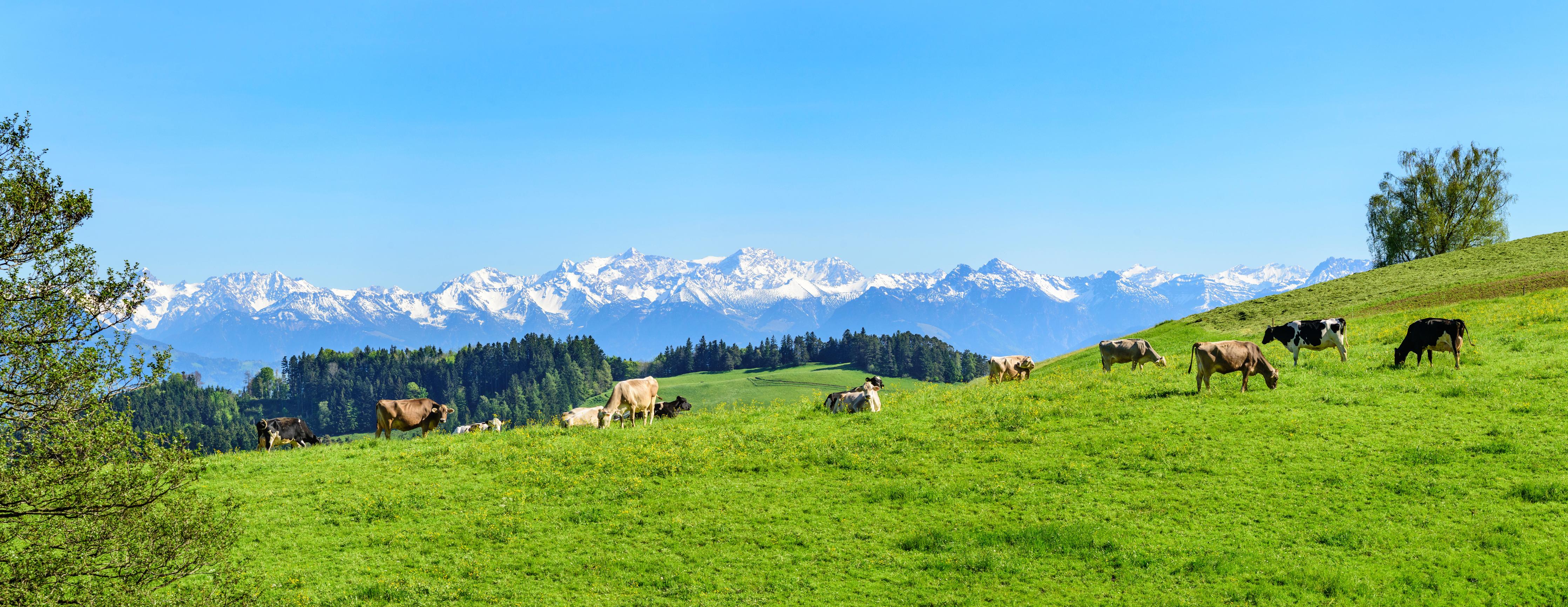 Küchenrückwand-Almwiese mit Kühen und Alpenblick