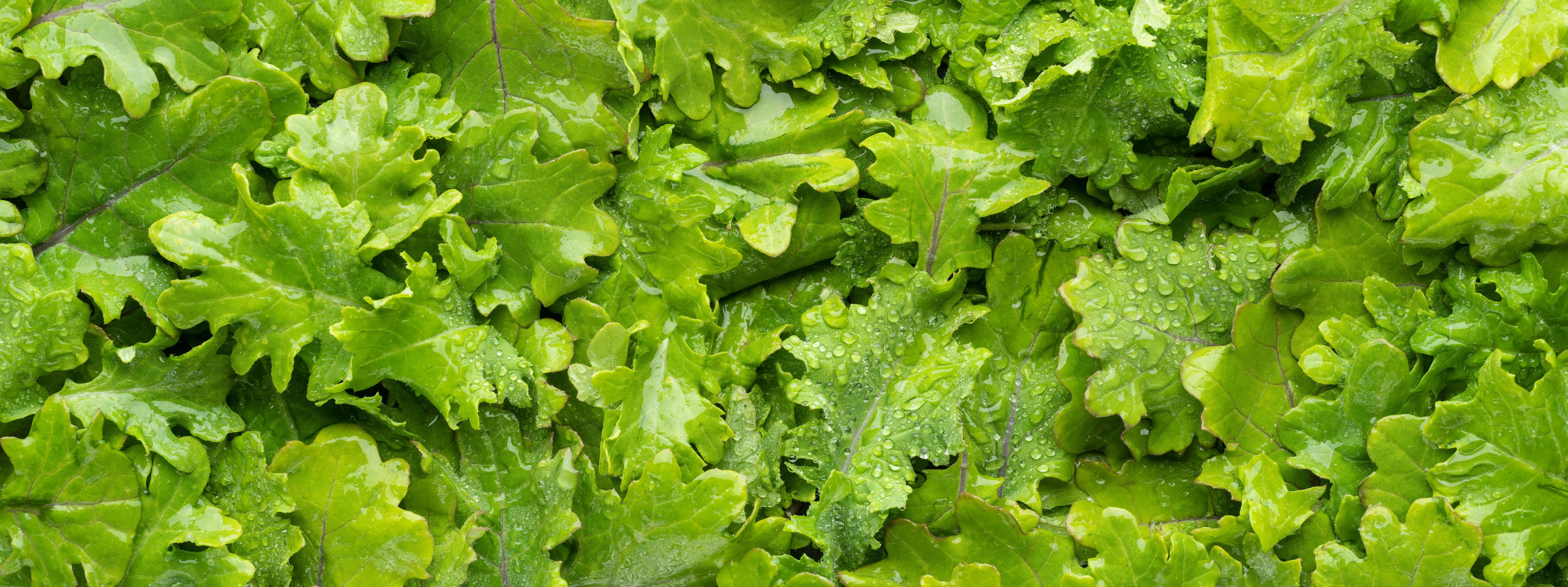Küchenrückwand-Frischer Rucola-Blätter-Hintergrund