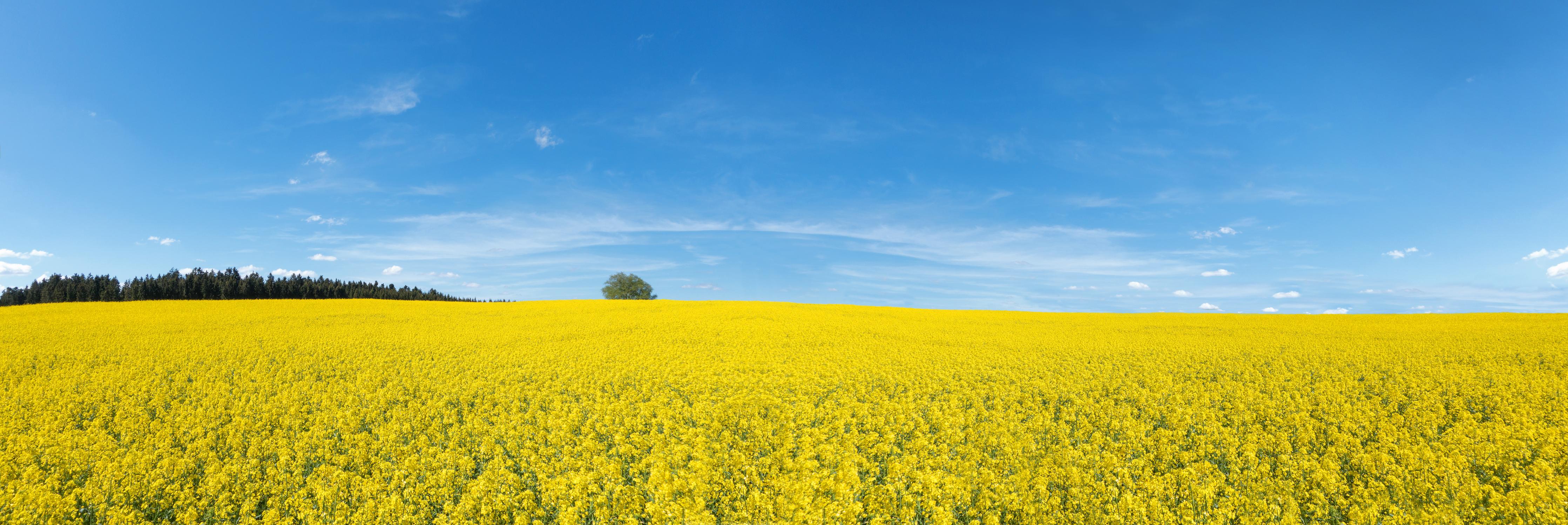Küchenrückwand-Gelbes Rapsfeld blauer Himmel
