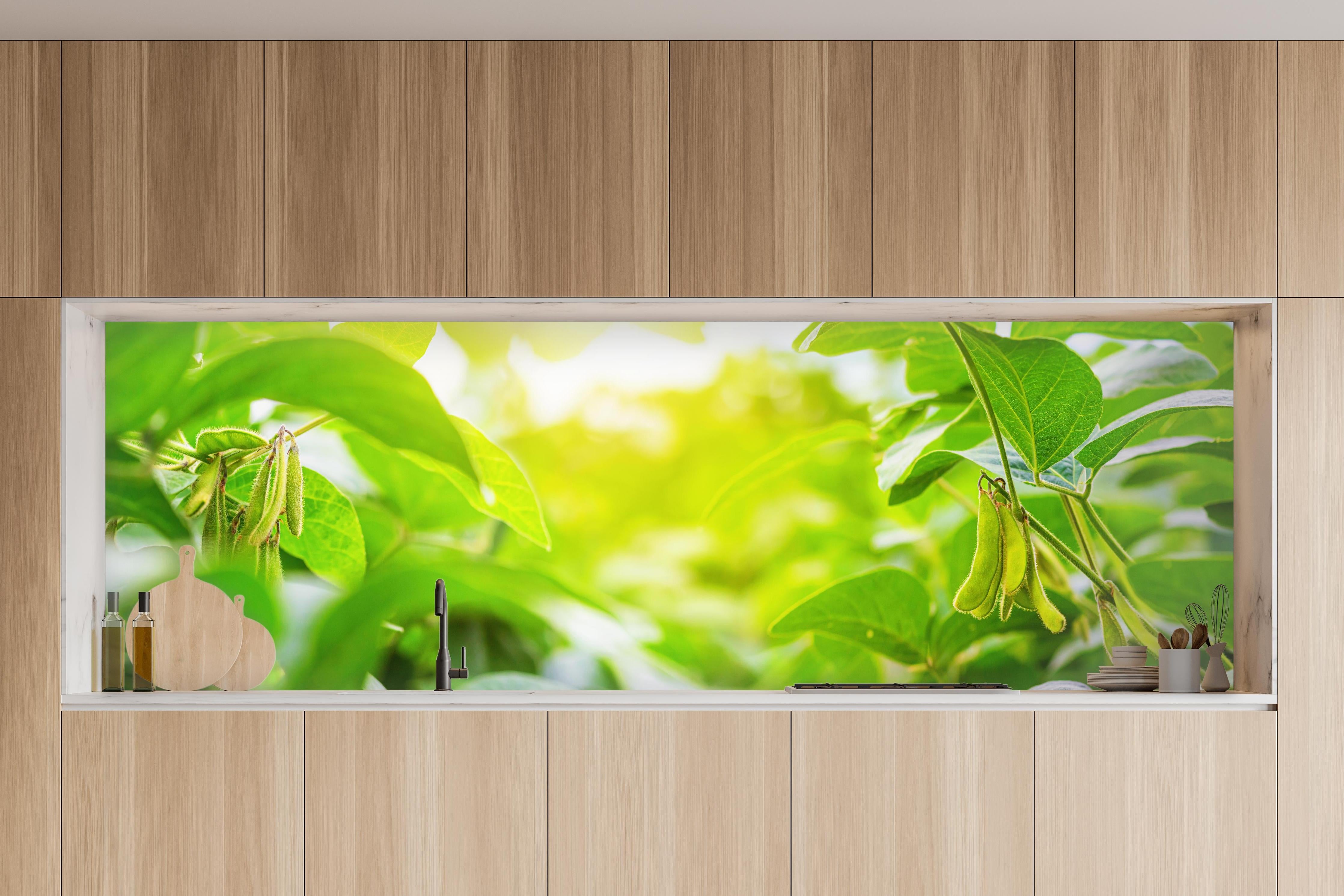 Küche - Grüne Kräuterpflanze im Sonnenlicht in charakteristischer Vollholz-Küche mit modernem Gasherd