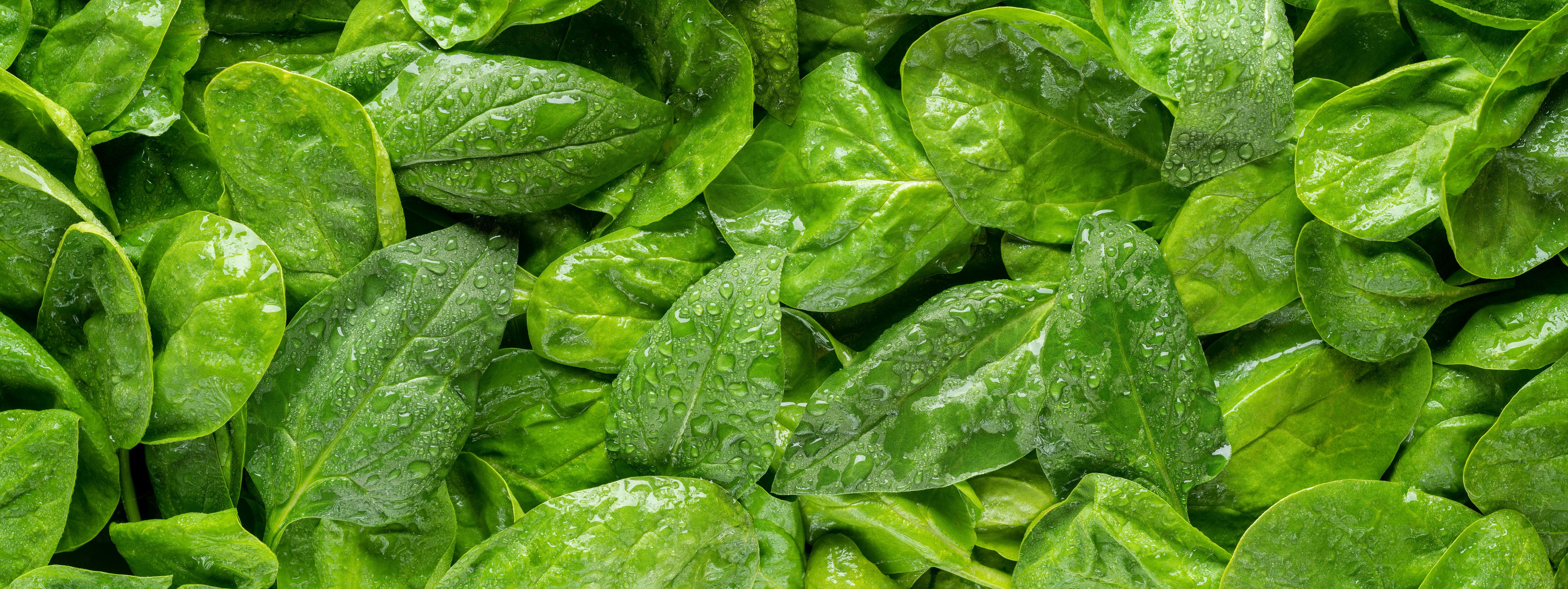 Küchenrückwand-Grünes Kräuterblatt-Muster