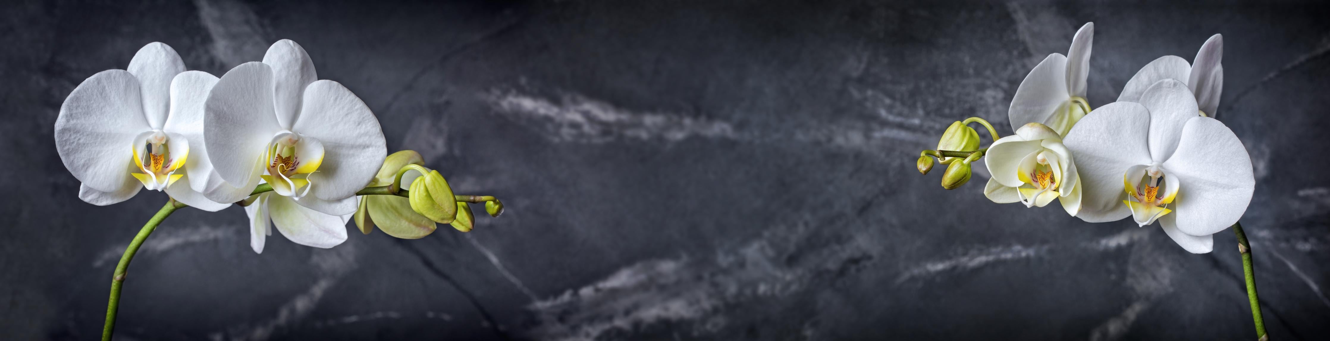 Küchenrückwand-Weiße Orchideen auf Marmor