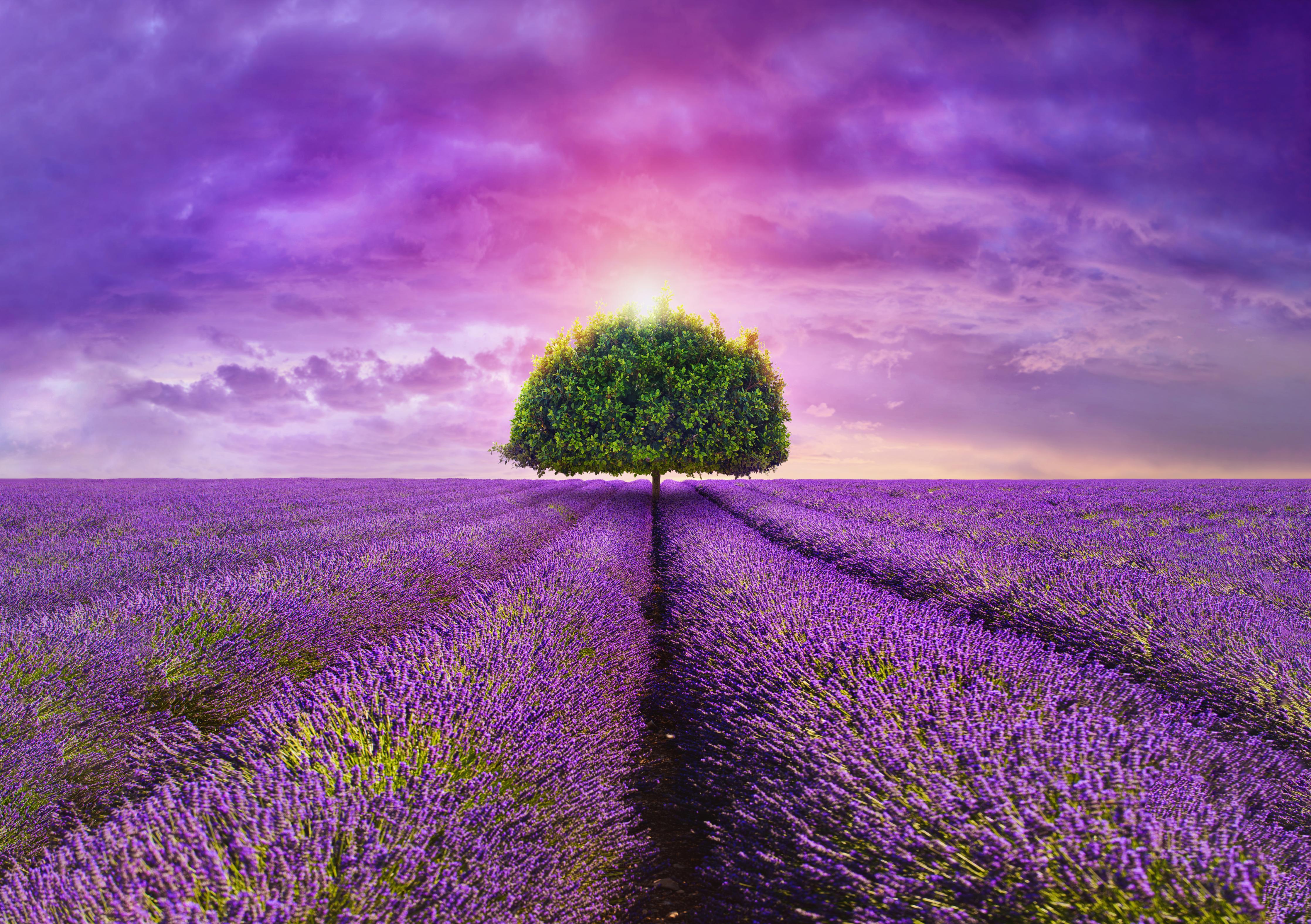 Küchenrückwand-Baum im schönen lavendel Feld