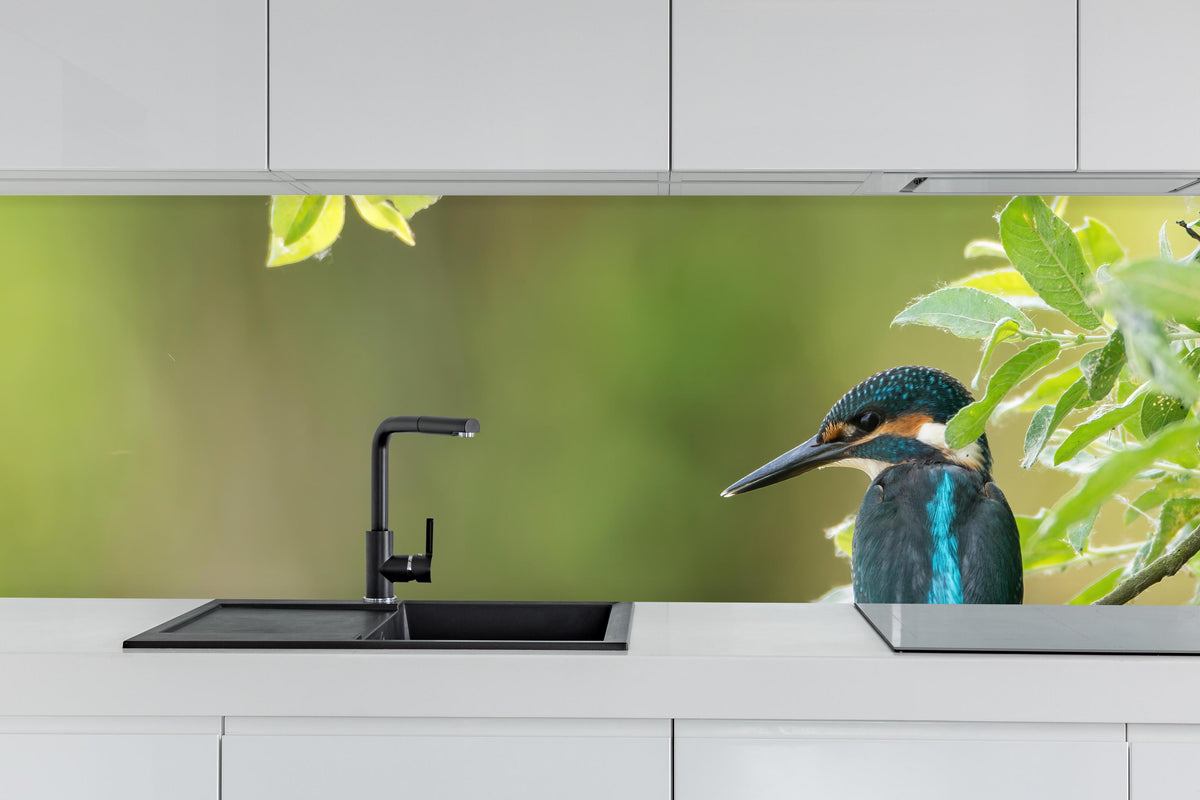 Küche - Exotischer friedlicher Eisvogel hinter weißen Hochglanz-Küchenregalen und schwarzem Wasserhahn