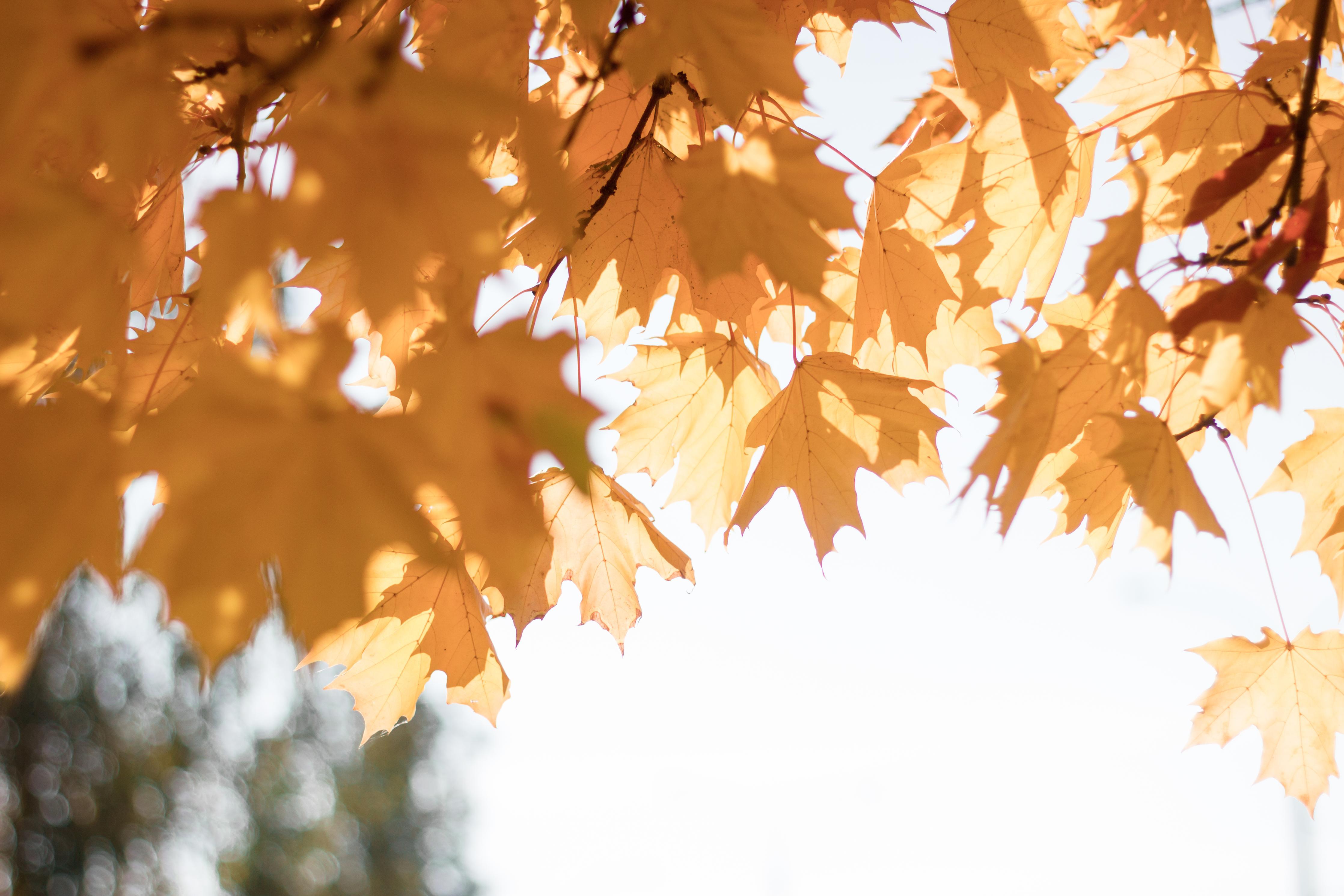 Küchenrückwand-Gelben Ahornblättern im Herbst