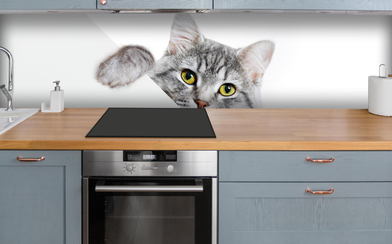 Küche - Getigertes Kätzchen über polierter Holzarbeitsplatte mit Cerankochfeld