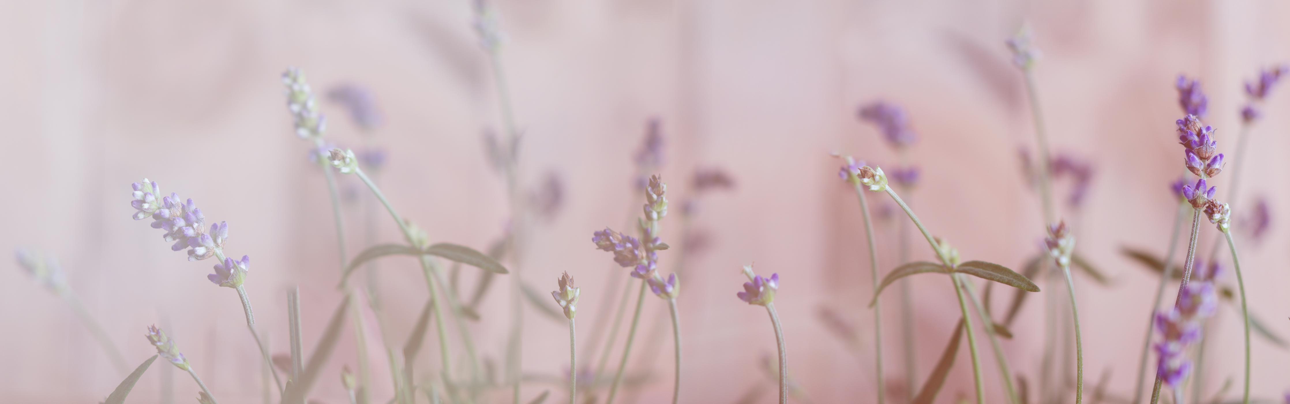 Küchenrückwand-Lavendel