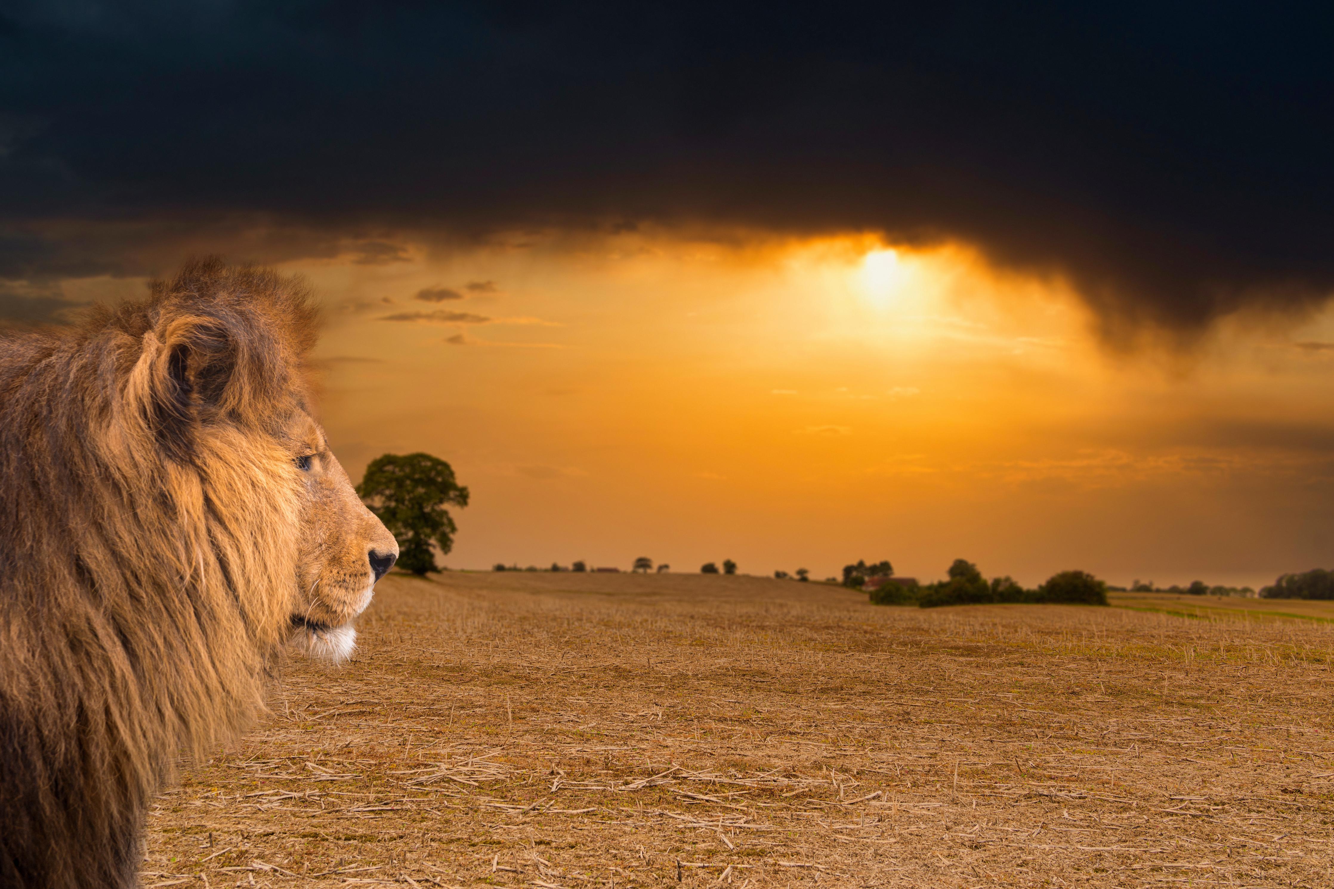 Küchenrückwand-Löwe in Steppe im Sonnenuntergang