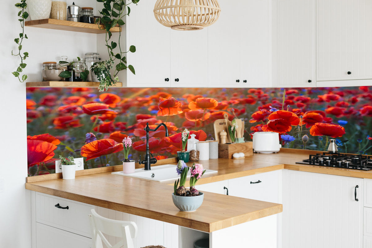 Küche - Mohnwiese im Licht der untergehenden Sonne in lebendiger Küche mit bunten Blumen