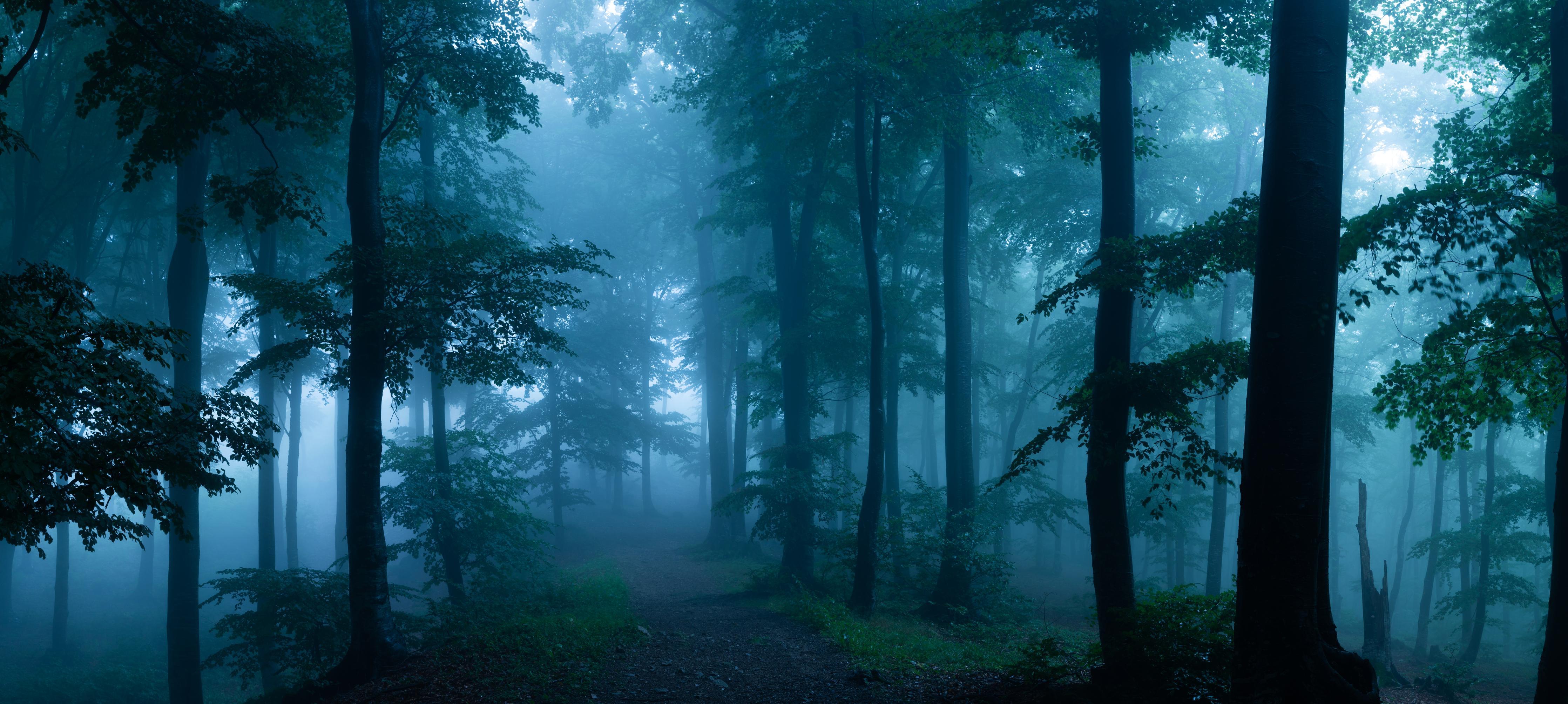 Küchenrückwand-Nebliger Wald