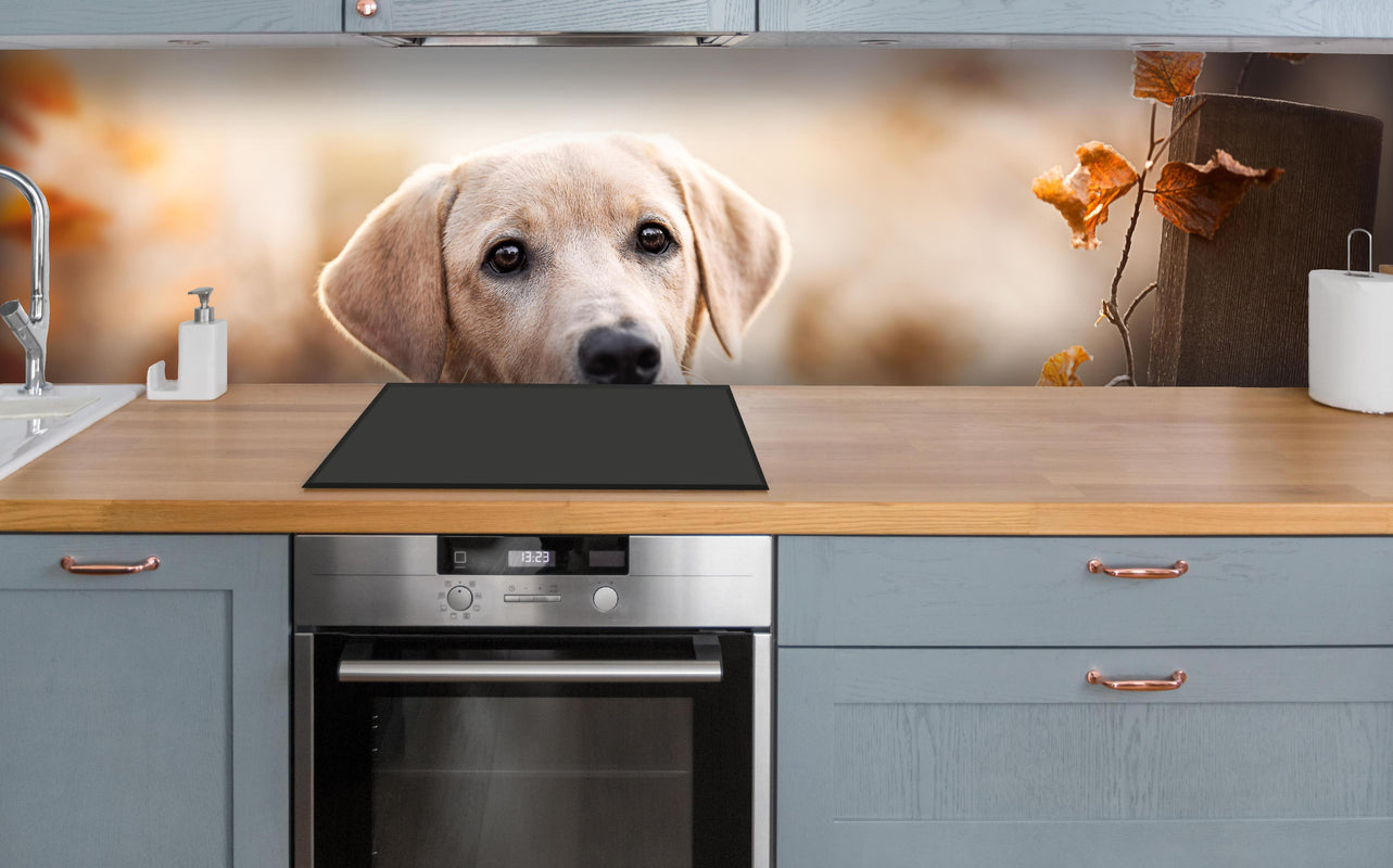 Küche - Niedlicher Labrador Welpe über polierter Holzarbeitsplatte mit Cerankochfeld