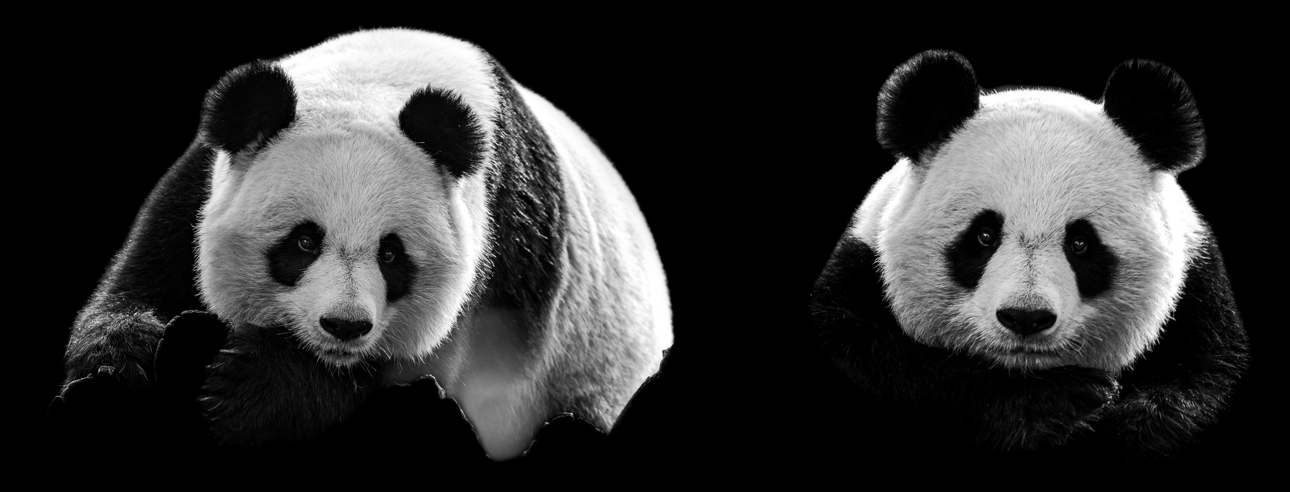 Küchenrückwand-Panda mit schwarzem Hintergrund