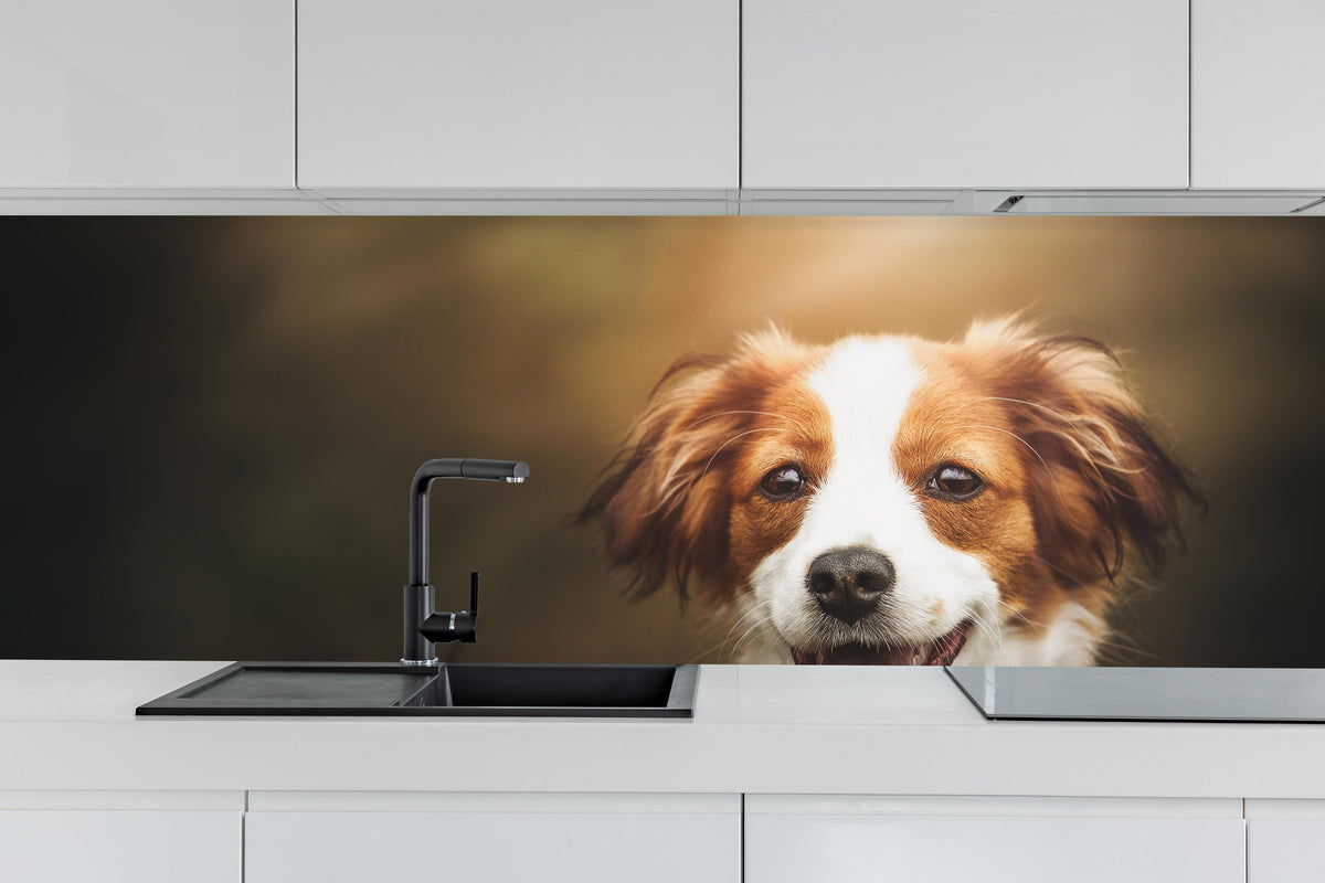 Küche - Porträt eines niedlichen Kooiker-Hundes hinter weißen Hochglanz-Küchenregalen und schwarzem Wasserhahn
