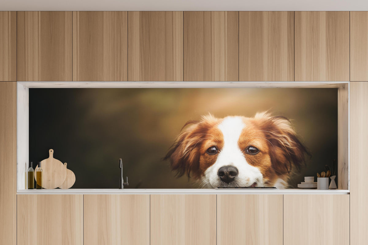 Küche - Porträt eines niedlichen Kooiker-Hundes in charakteristischer Vollholz-Küche mit modernem Gasherd