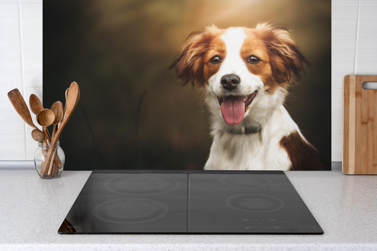 Küche - Porträt eines niedlichen Kooiker-Hundes hinter Cerankochfeld und Holz-Kochutensilien