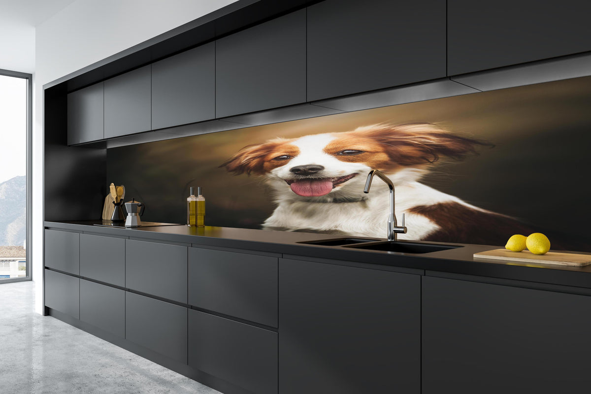 Küche - Porträt eines niedlichen Kooiker-Hundes in tiefschwarzer matt-premium Einbauküche