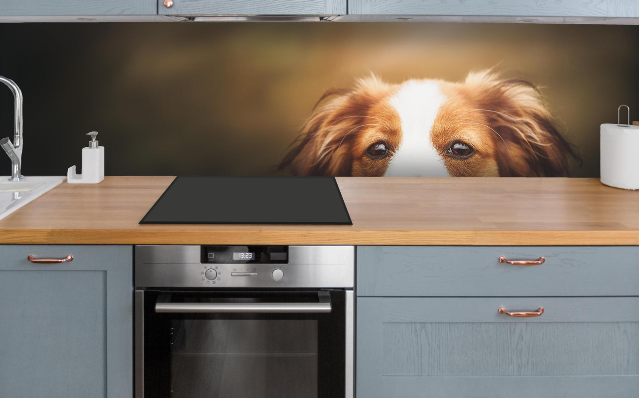 Küche - Porträt eines niedlichen Kooiker-Hundes über polierter Holzarbeitsplatte mit Cerankochfeld