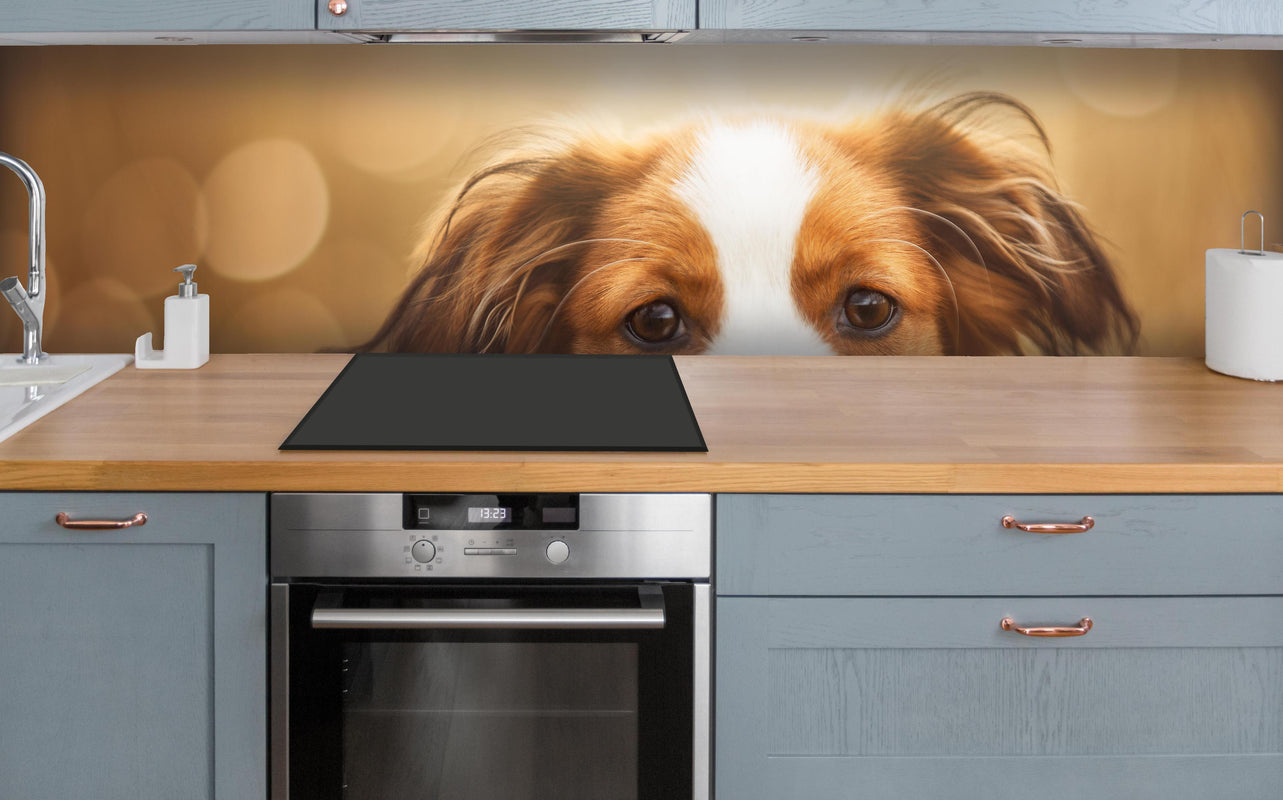 Küche - Portrait eines süßen Kooiker Hundes über polierter Holzarbeitsplatte mit Cerankochfeld