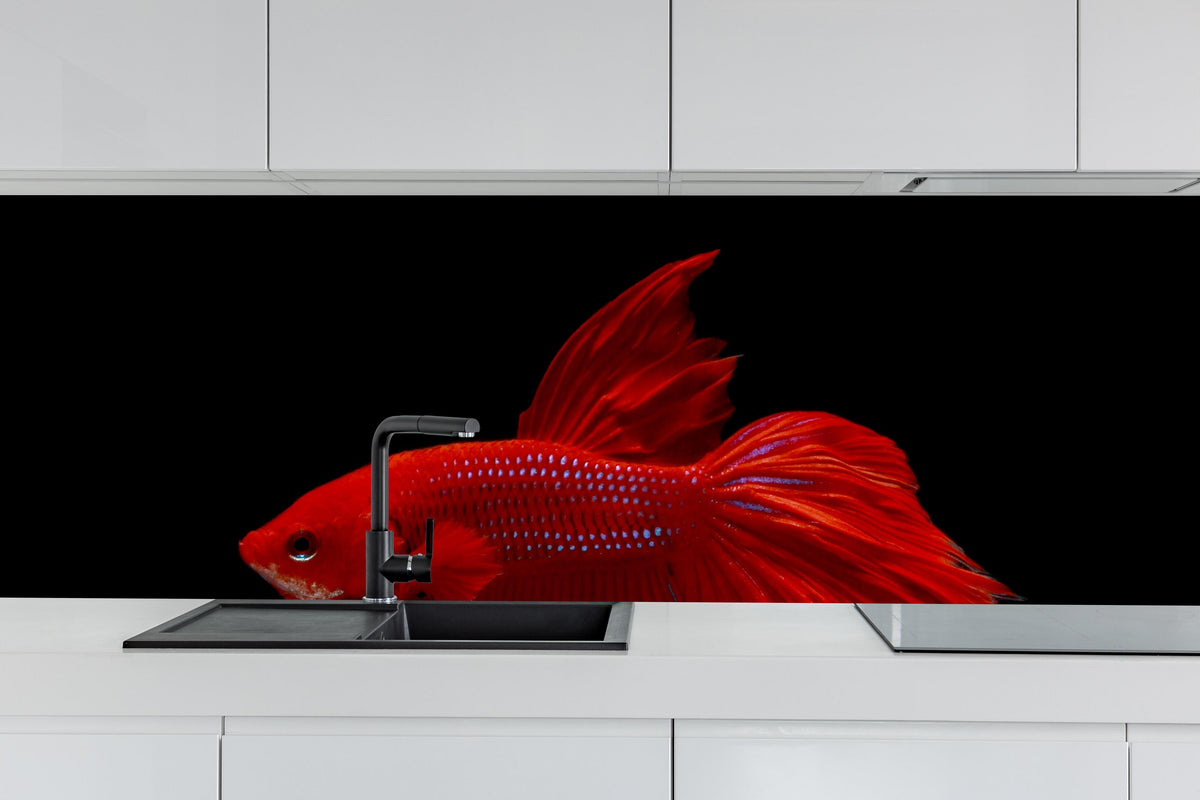 Küche - Roter Betta-Kampffisch hinter weißen Hochglanz-Küchenregalen und schwarzem Wasserhahn
