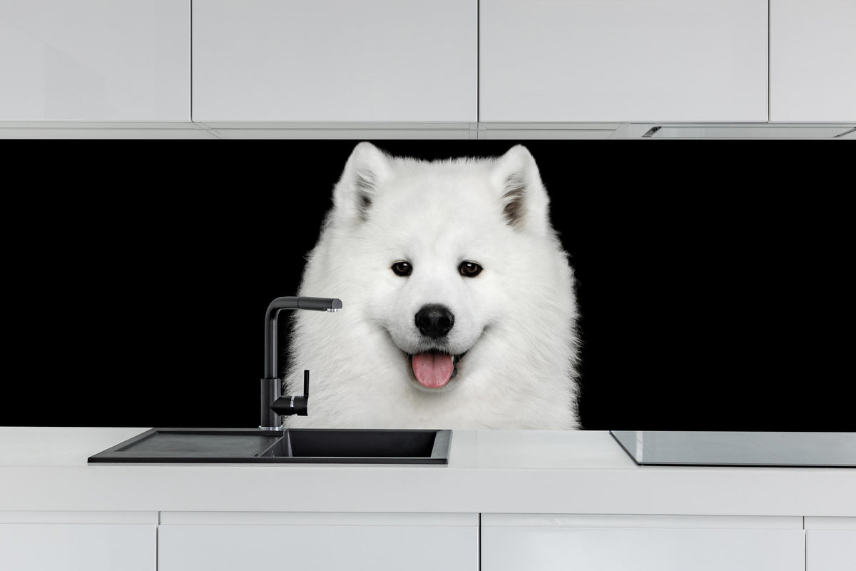 Küche - Samojeden Hund hinter weißen Hochglanz-Küchenregalen und schwarzem Wasserhahn