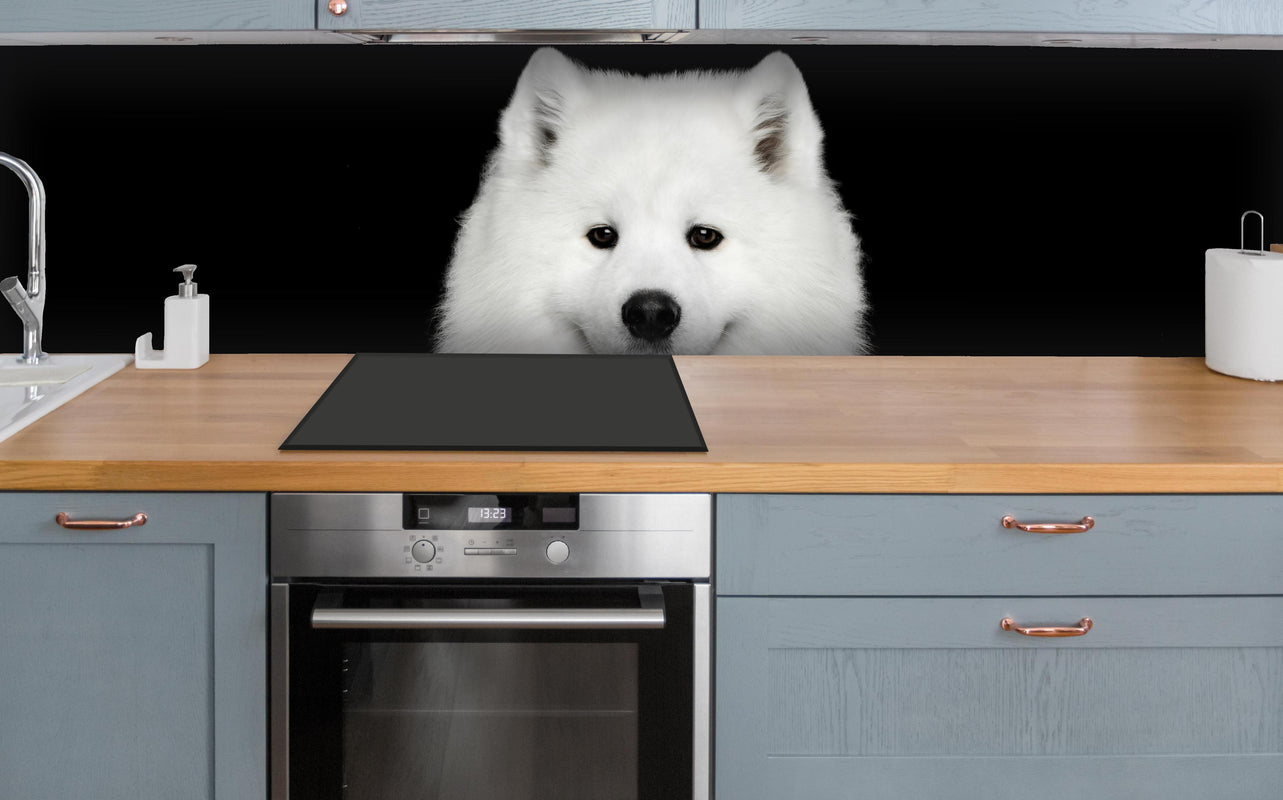 Küche - Samojeden Hund über polierter Holzarbeitsplatte mit Cerankochfeld