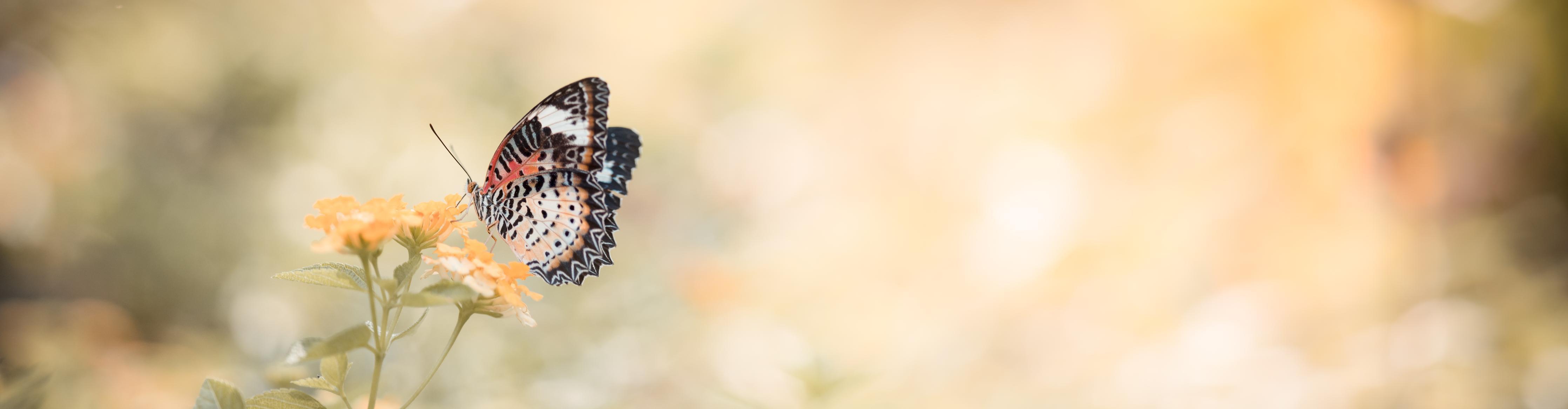 Küchenrückwand-Schmetterling auf eine orangene Blume