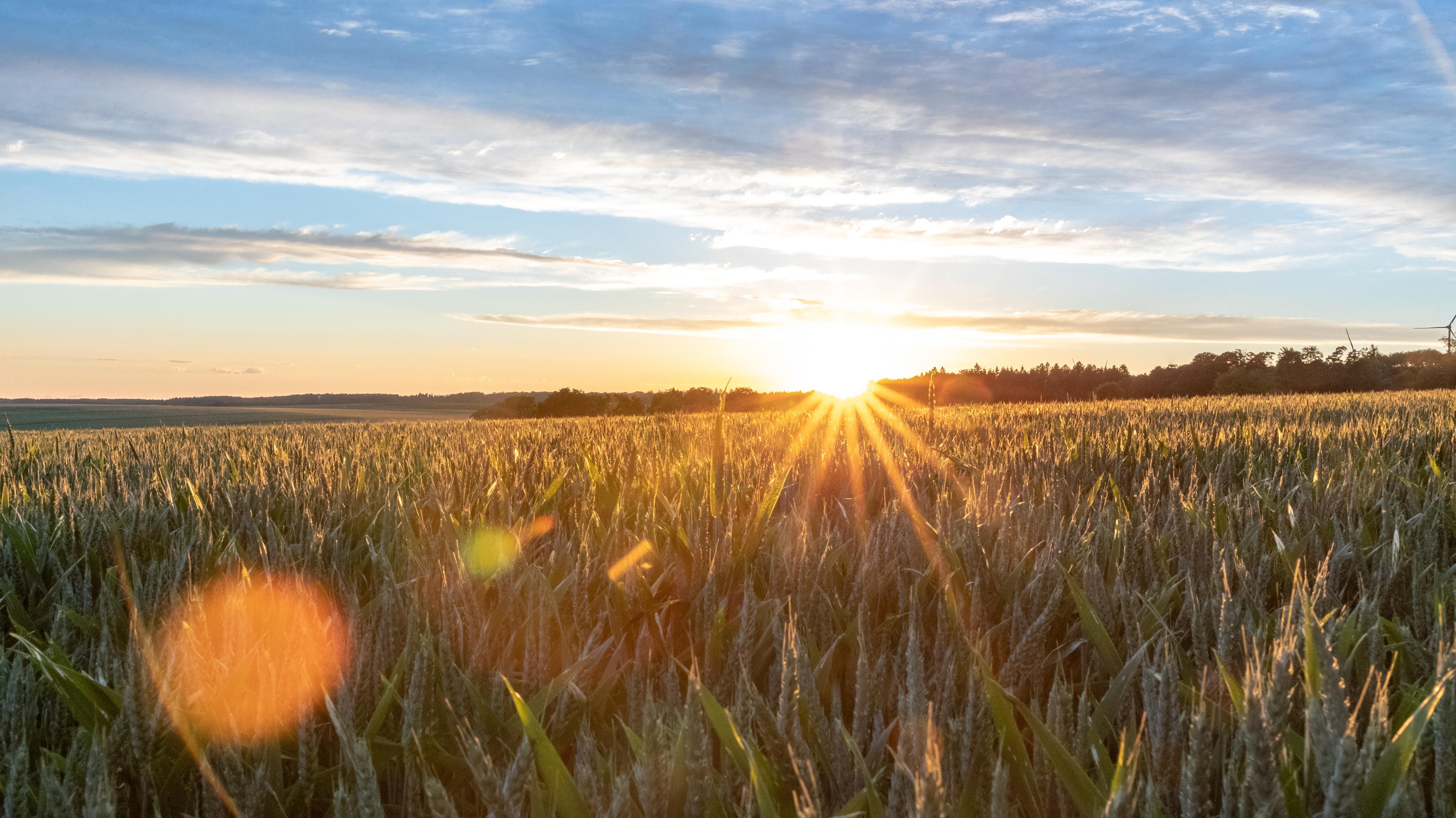 Küchenrückwand-Sonnenuntergang über einem Kornfeld