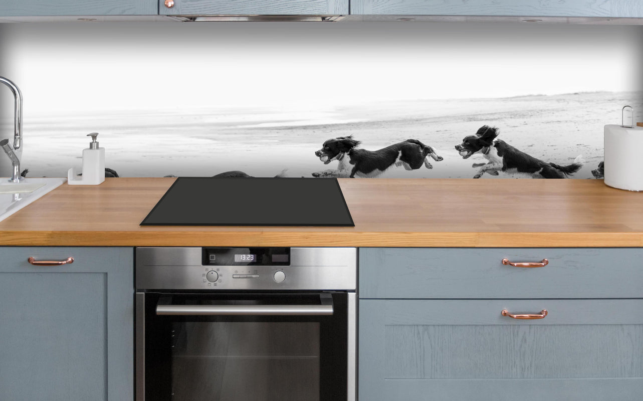 Küche - Springer Spaniel beim springen über polierter Holzarbeitsplatte mit Cerankochfeld