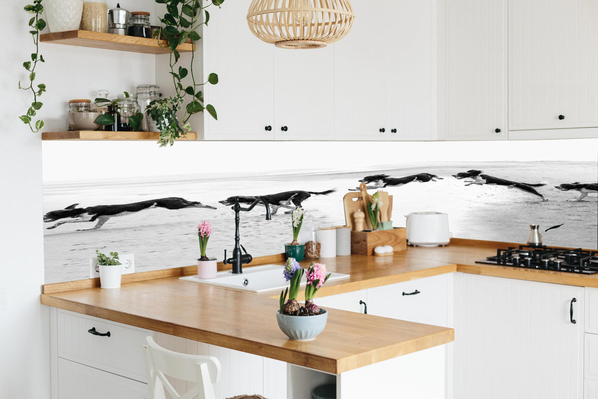 Küche - Springer Spaniel beim springen in lebendiger Küche mit bunten Blumen