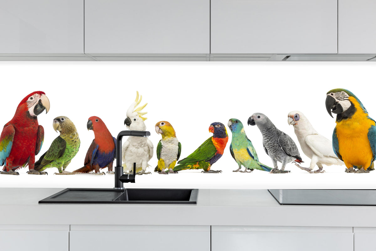Küche - Tropische Papageien - Exotisch hinter weißen Hochglanz-Küchenregalen und schwarzem Wasserhahn