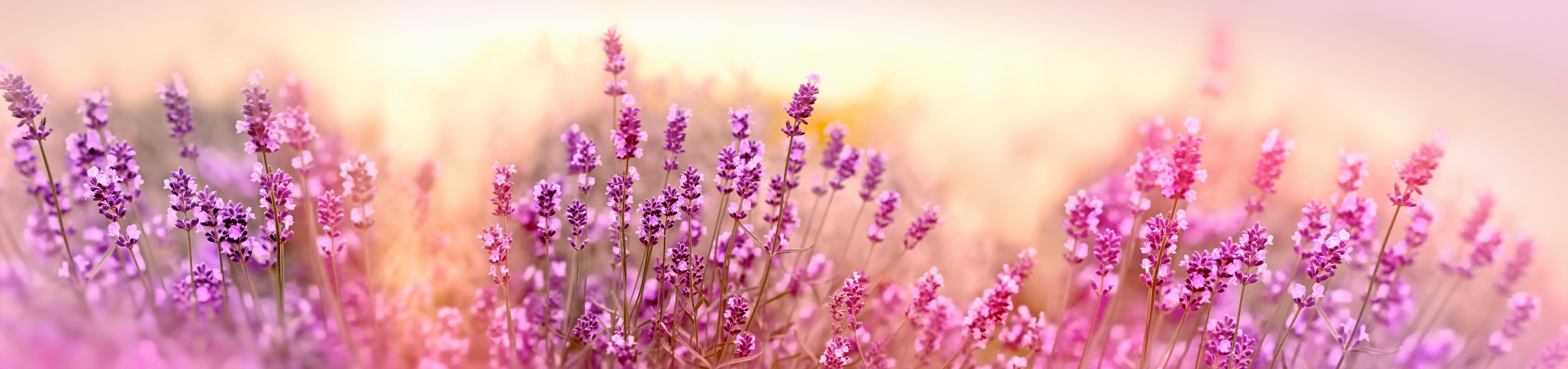 Küchenrückwand-Weicher und selektiver Fokus auf Lavendelblüte