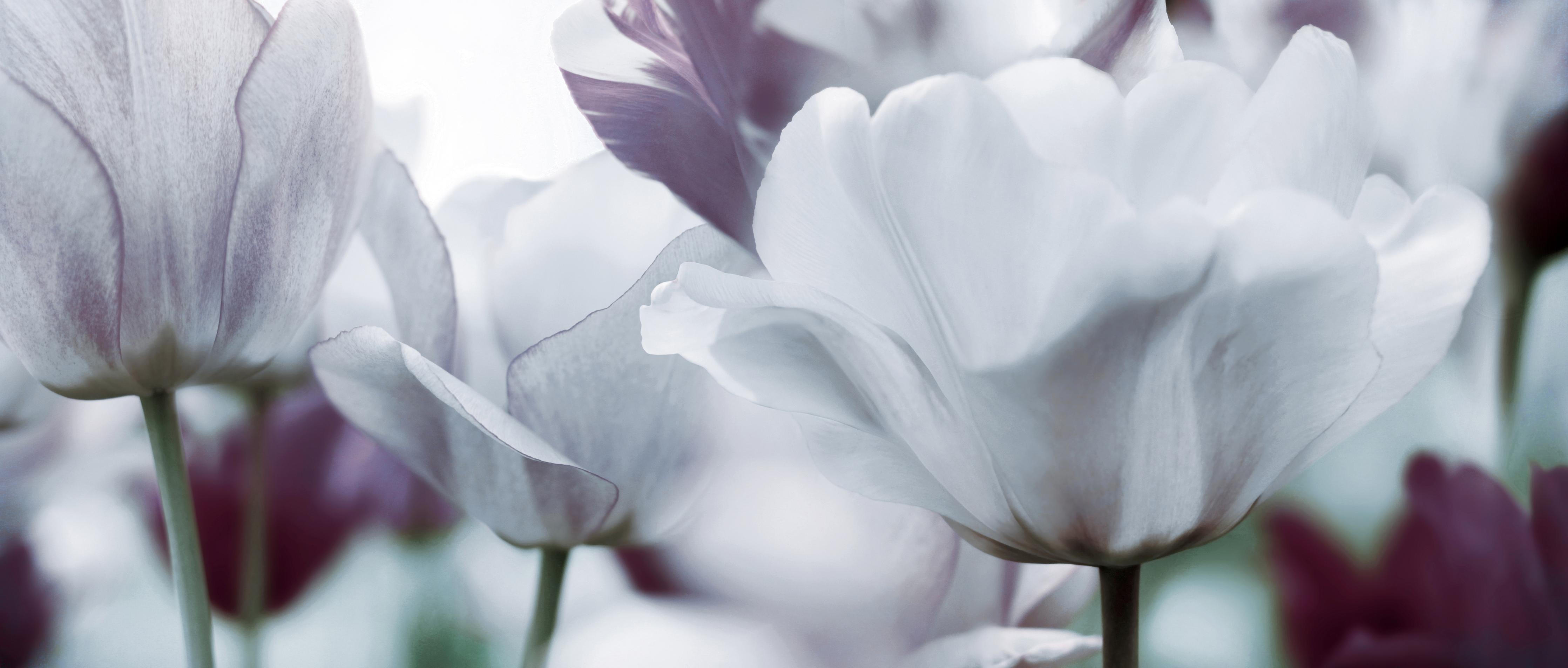 Küchenrückwand-Weiße Tulpen