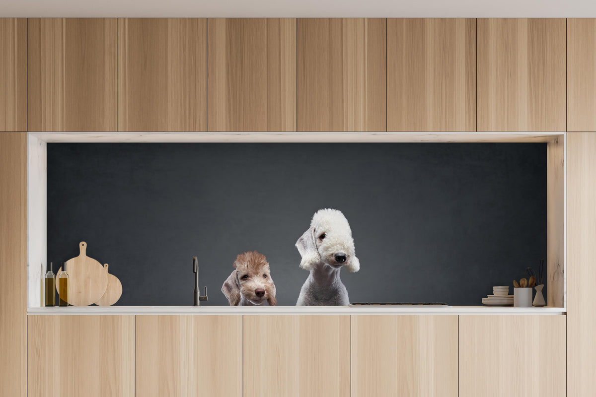 Küche - Welpe und erwachsener Bedlington Terrier in charakteristischer Vollholz-Küche mit modernem Gasherd