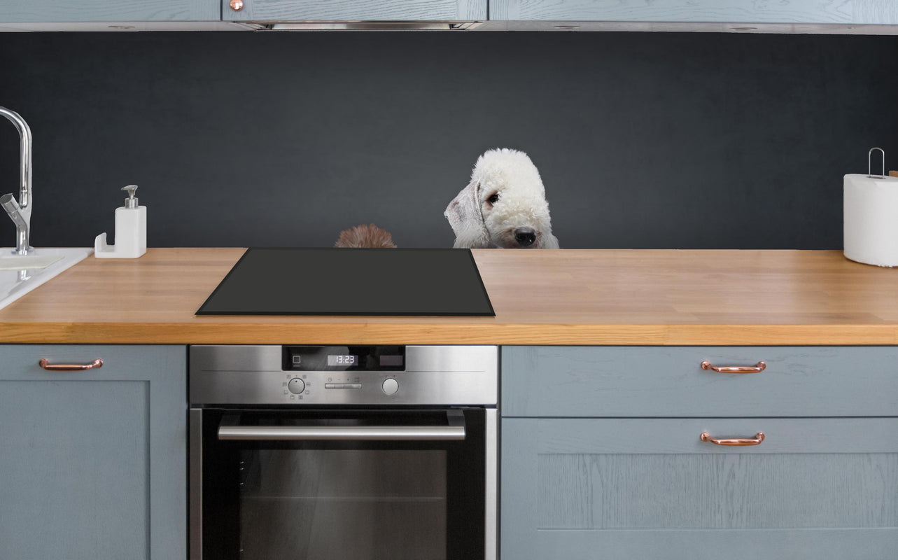 Küche - Welpe und erwachsener Bedlington Terrier über polierter Holzarbeitsplatte mit Cerankochfeld