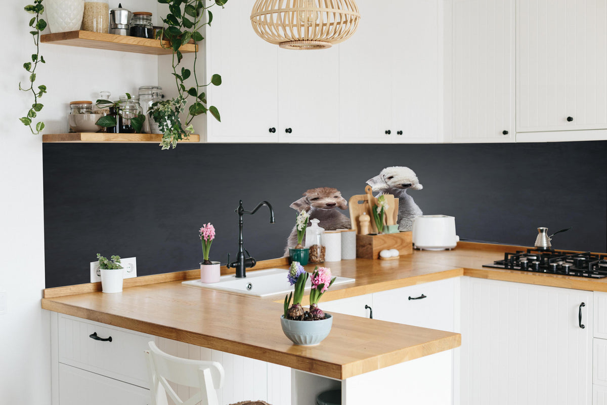 Küche - Welpe und erwachsener Bedlington Terrier in lebendiger Küche mit bunten Blumen