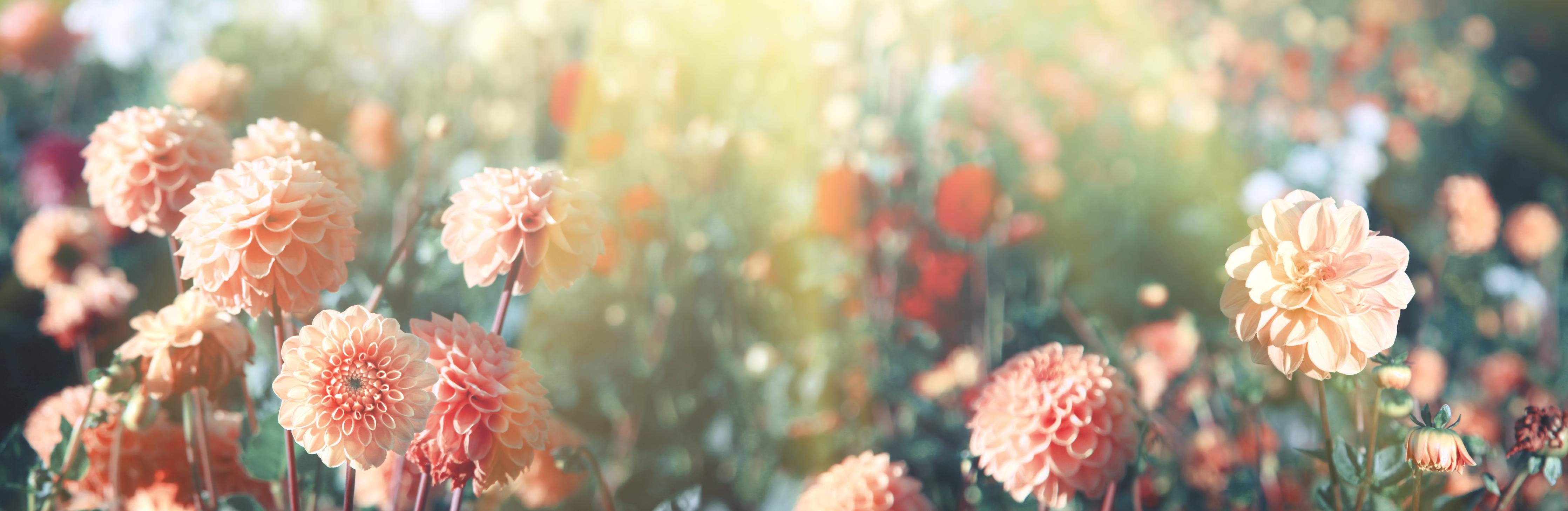 Küchenrückwand-Wunderschöne Blumen im Sommer