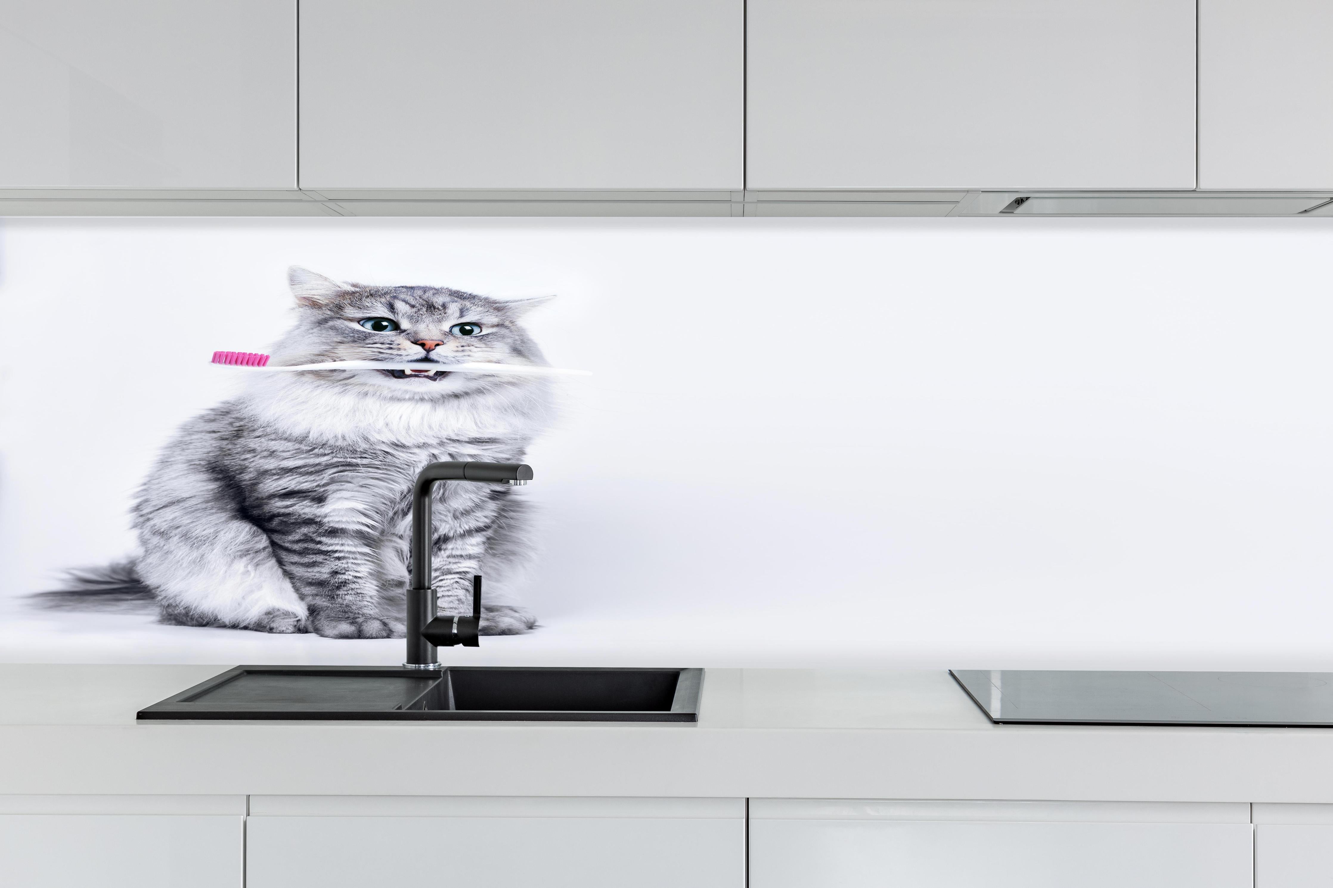 Küche - Lustige Katze mit Zahnbürste hinter weißen Hochglanz-Küchenregalen und schwarzem Wasserhahn