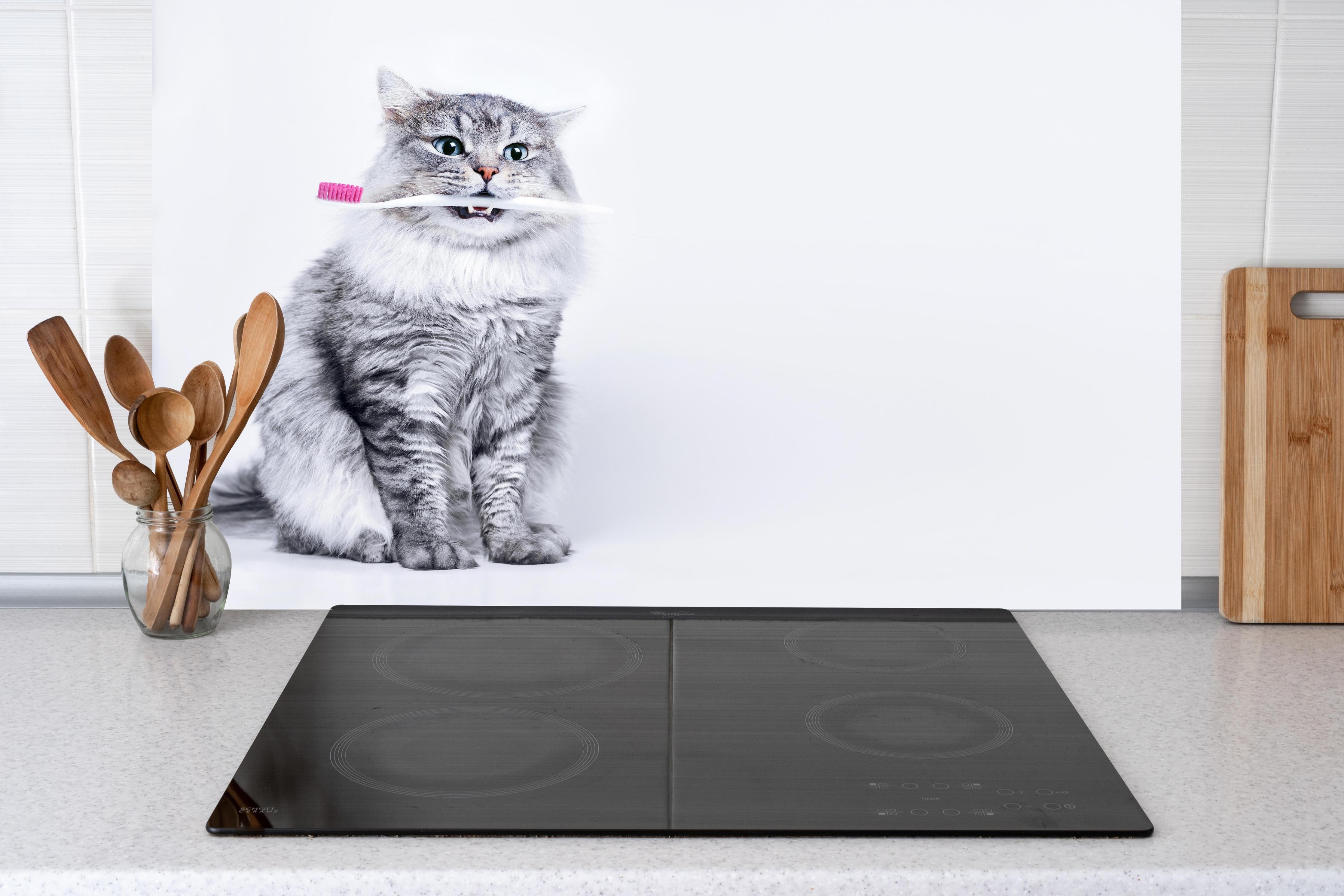 Küche - Lustige Katze mit Zahnbürste hinter weißen Hochglanz-Küchenregalen und schwarzem Wasserhahn