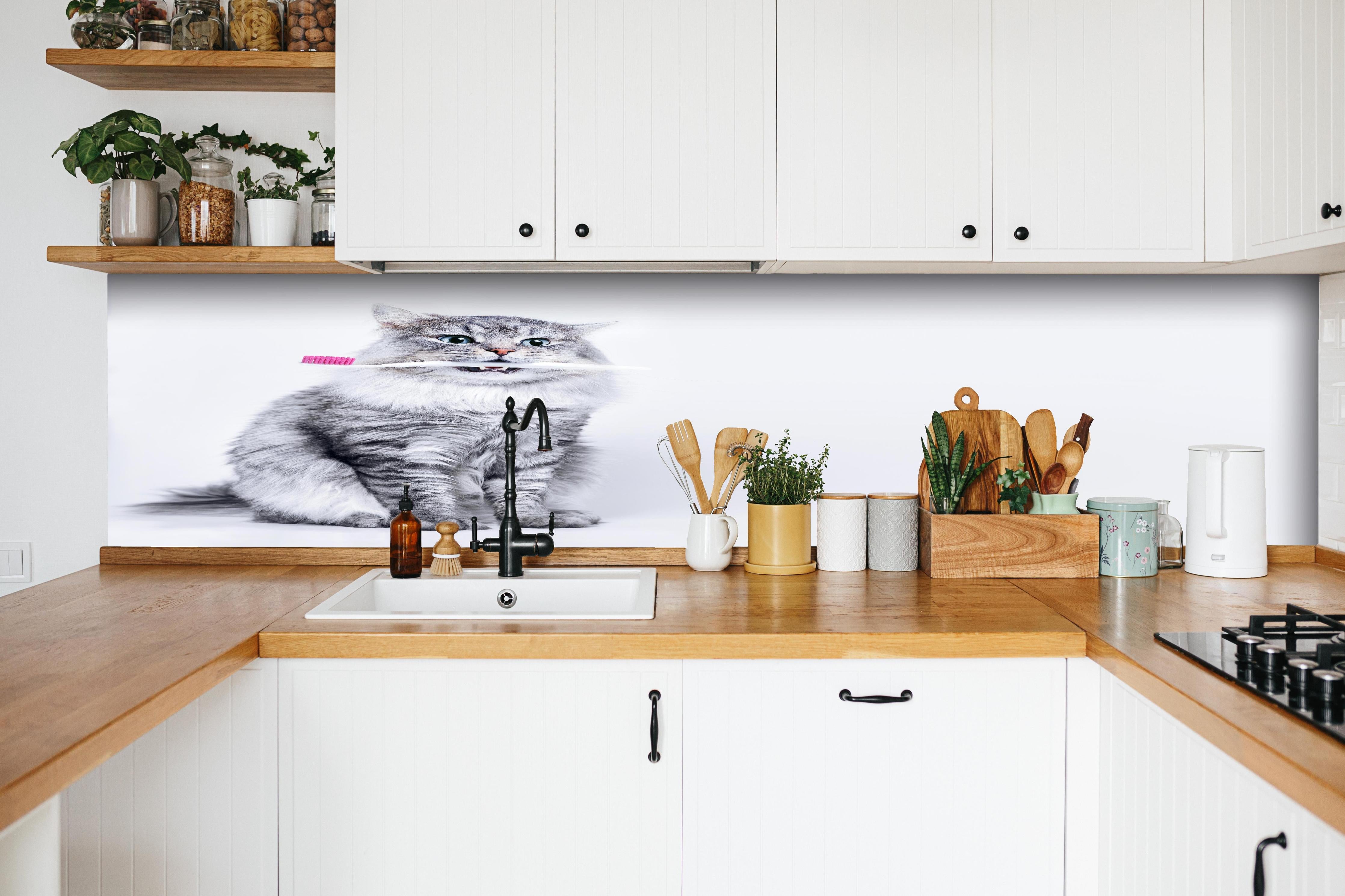 Küche - Lustige Katze mit Zahnbürste hinter weißen Hochglanz-Küchenregalen und schwarzem Wasserhahn