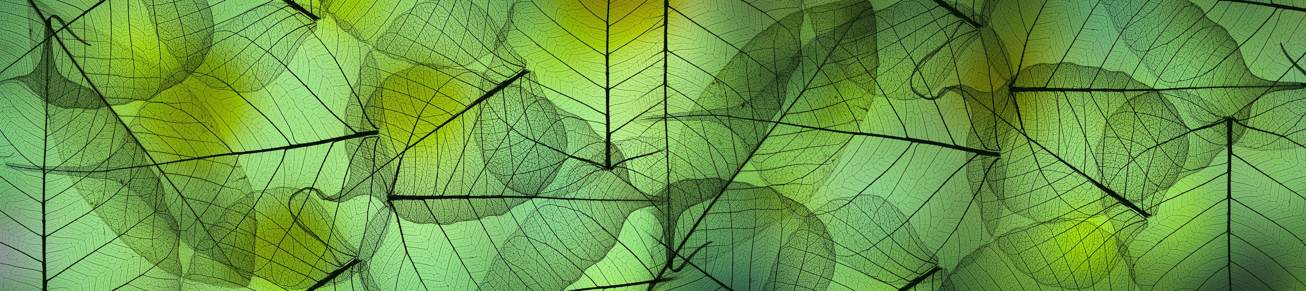 Küchenrückwand-Makroaufnahme Blattadern in Grün und Gelb