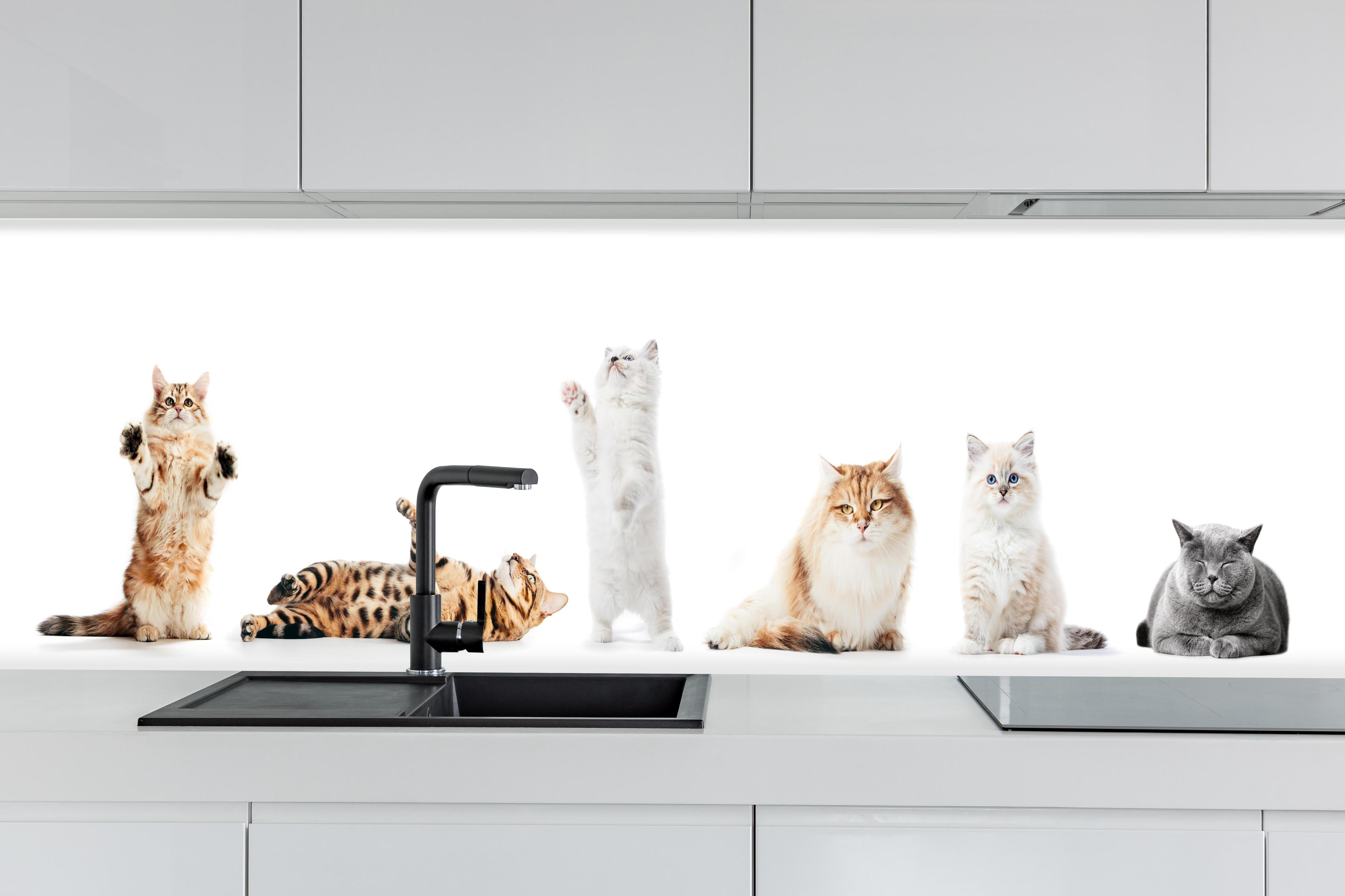 Küche - Sammlung reinrassiger Katzen auf Weiß hinter weißen Hochglanz-Küchenregalen und schwarzem Wasserhahn