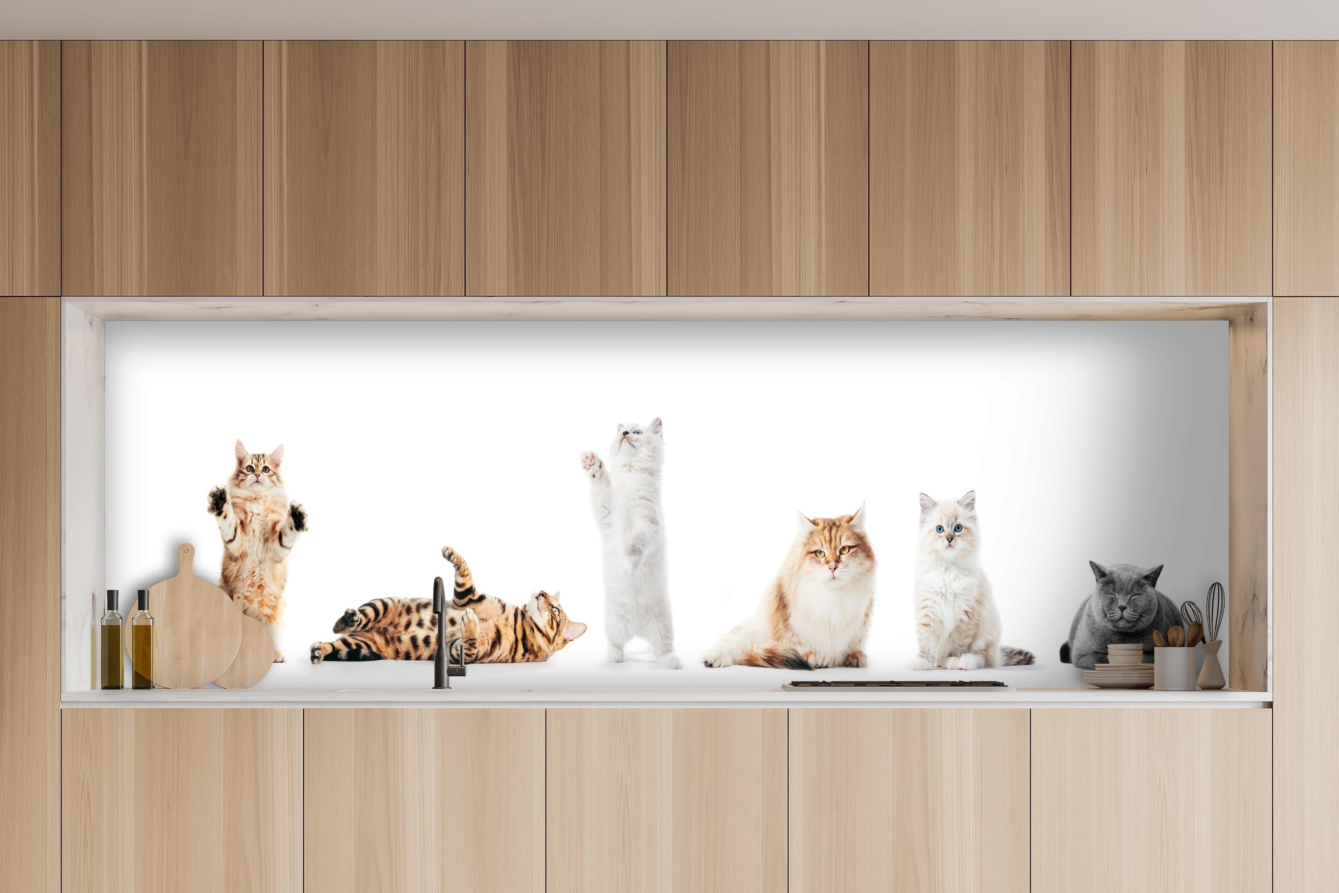 Küche - Sammlung reinrassiger Katzen auf Weiß hinter weißen Hochglanz-Küchenregalen und schwarzem Wasserhahn