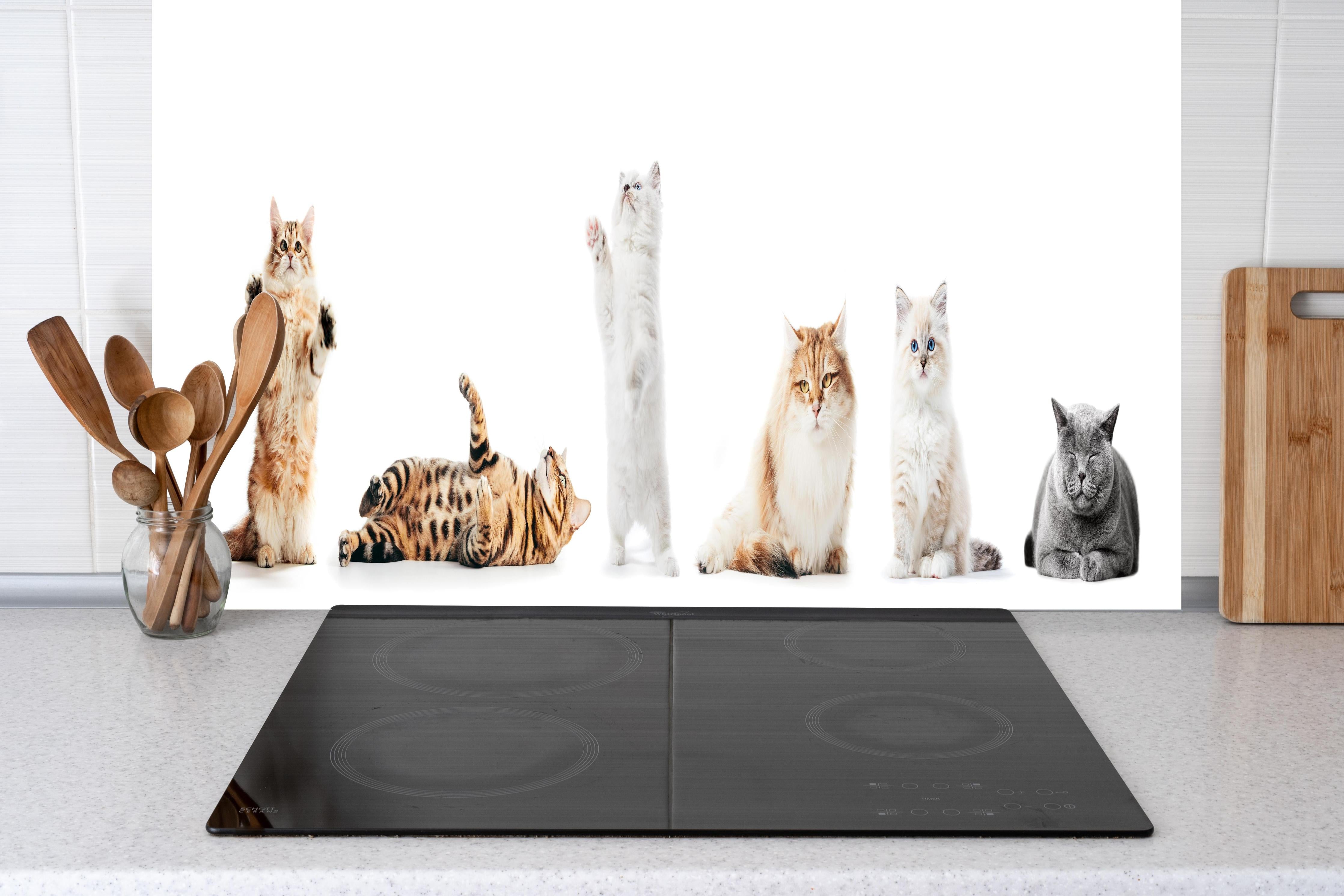 Küche - Sammlung reinrassiger Katzen auf Weiß hinter weißen Hochglanz-Küchenregalen und schwarzem Wasserhahn