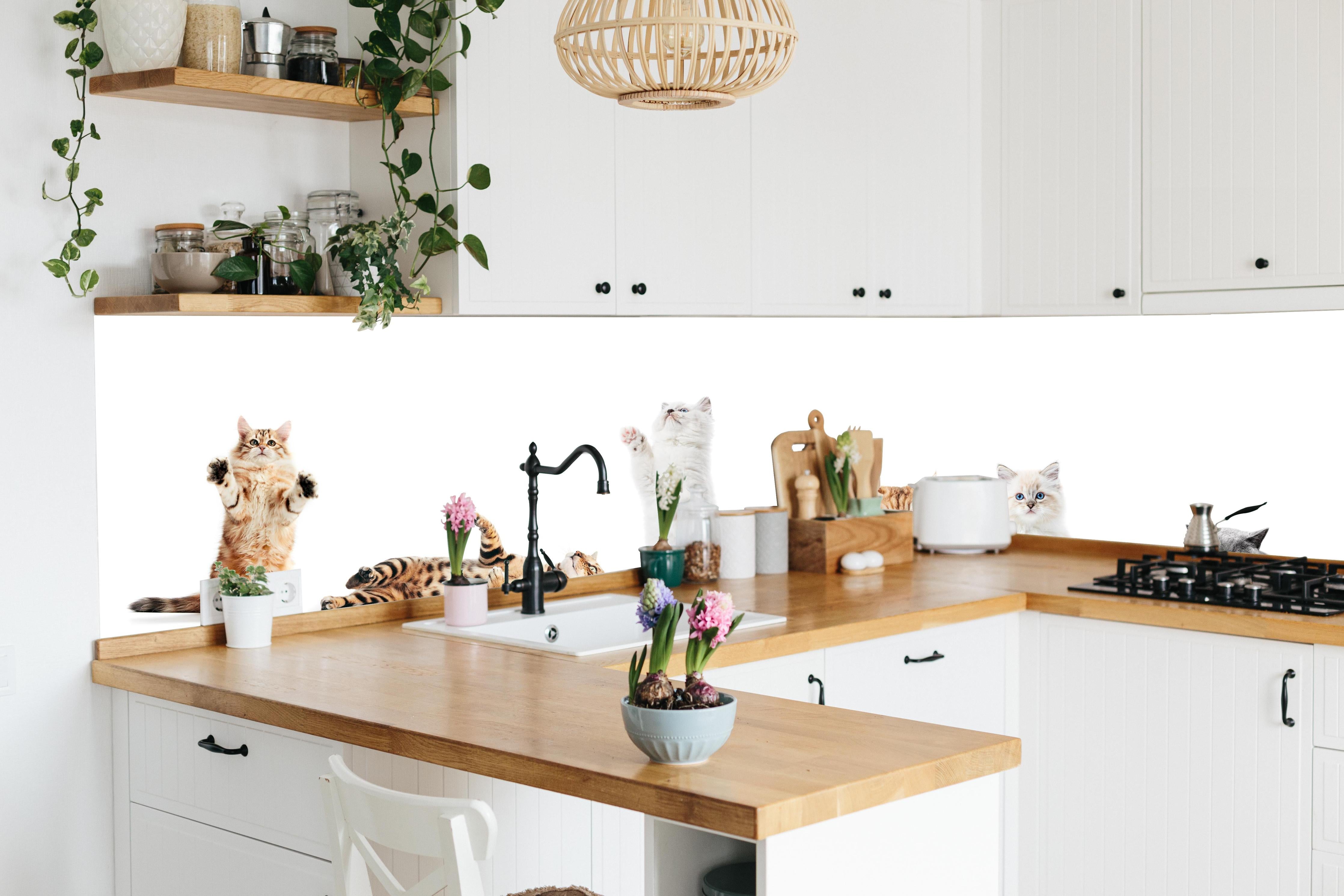 Küche - Sammlung reinrassiger Katzen auf Weiß hinter weißen Hochglanz-Küchenregalen und schwarzem Wasserhahn