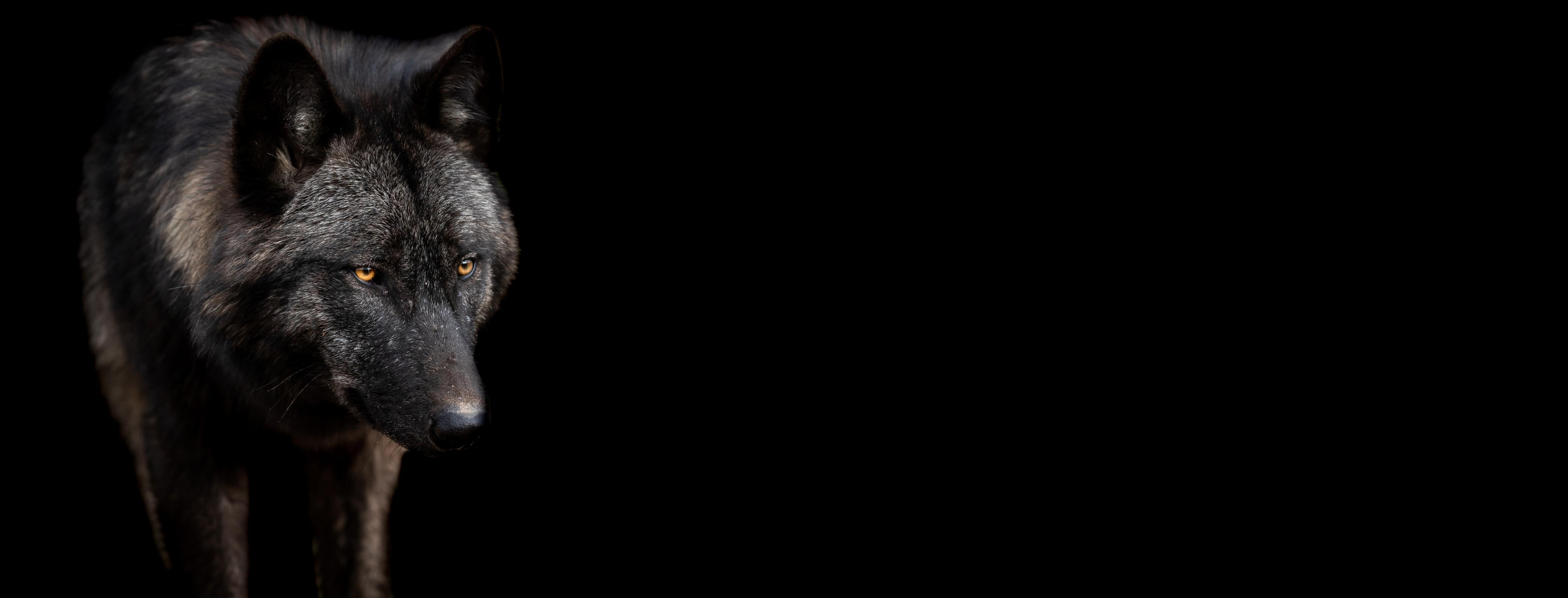 Küchenrückwand-Schwarzer Wolf auf schwarzem Hintergrund