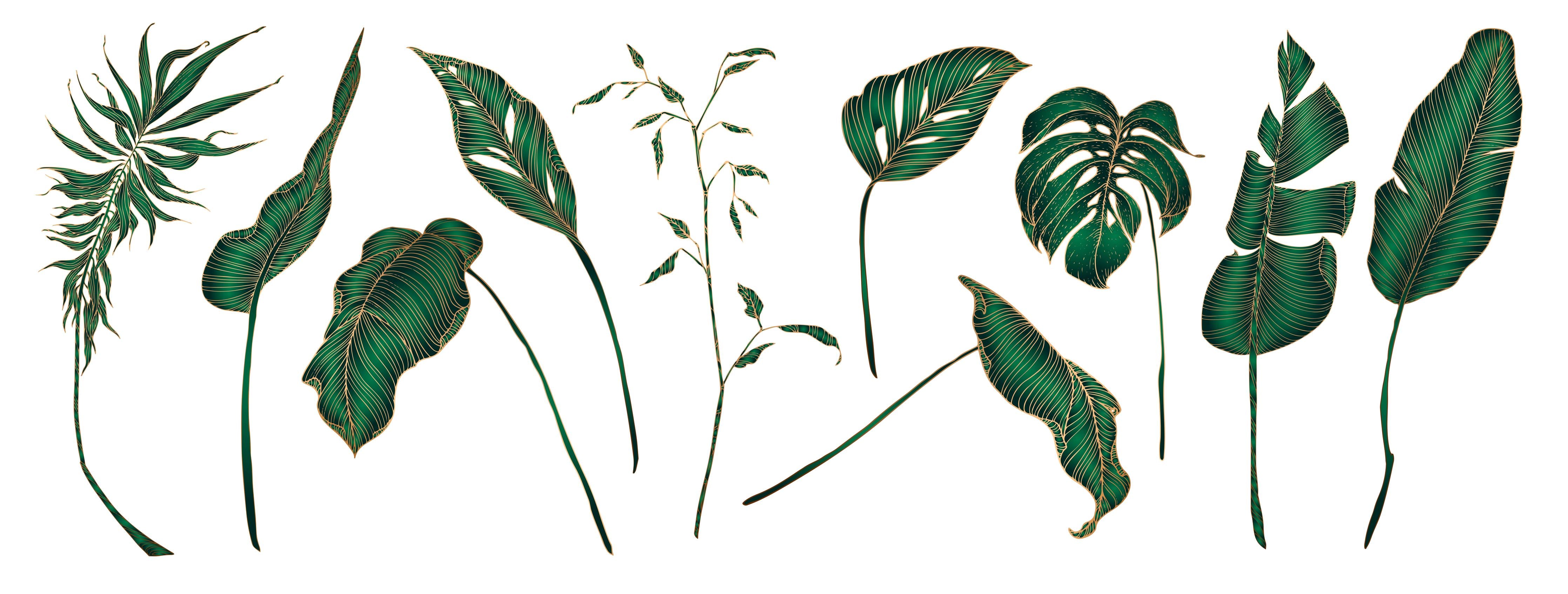 Küchenrückwand-Set von tropischen Pflanzen Illustrationen