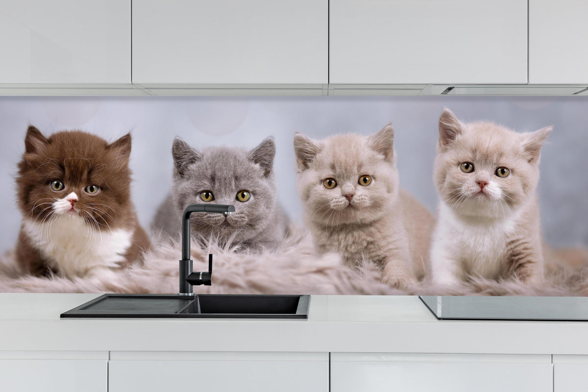 Küche - Vier süße Katzenbaby hinter weißen Hochglanz-Küchenregalen und schwarzem Wasserhahn