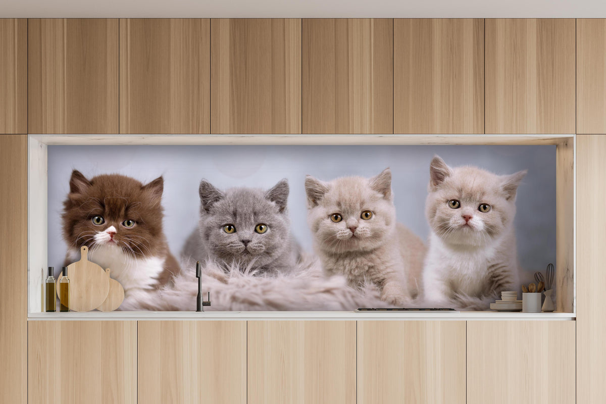 Küche - Vier süße Katzenbaby hinter weißen Hochglanz-Küchenregalen und schwarzem Wasserhahn