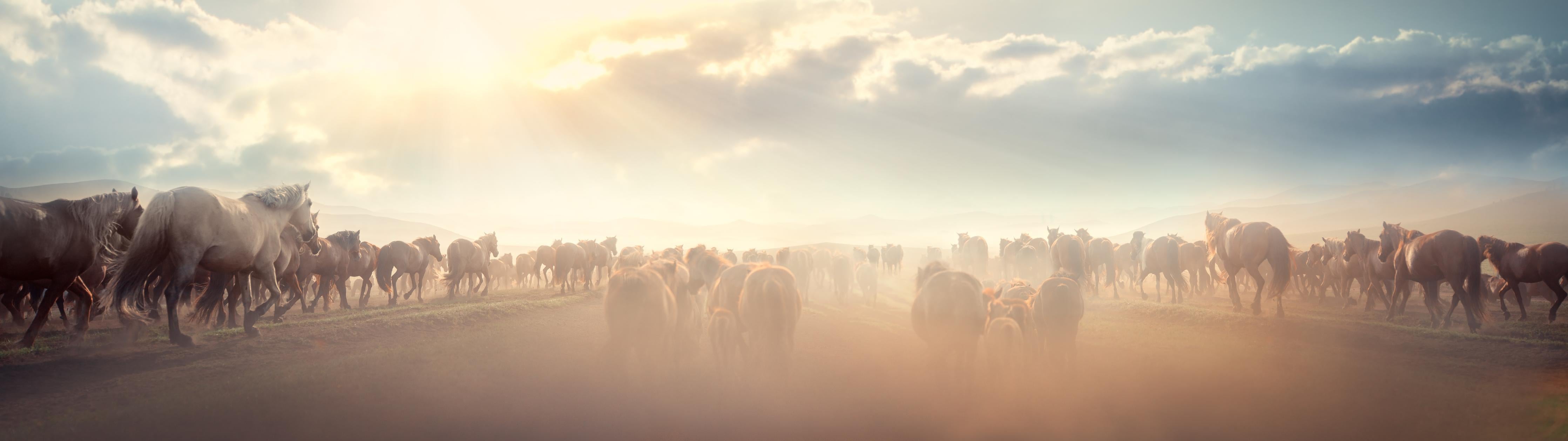 Küchenrückwand-Wildpferde-Herde begegnet Sonnenuntergangspanorama