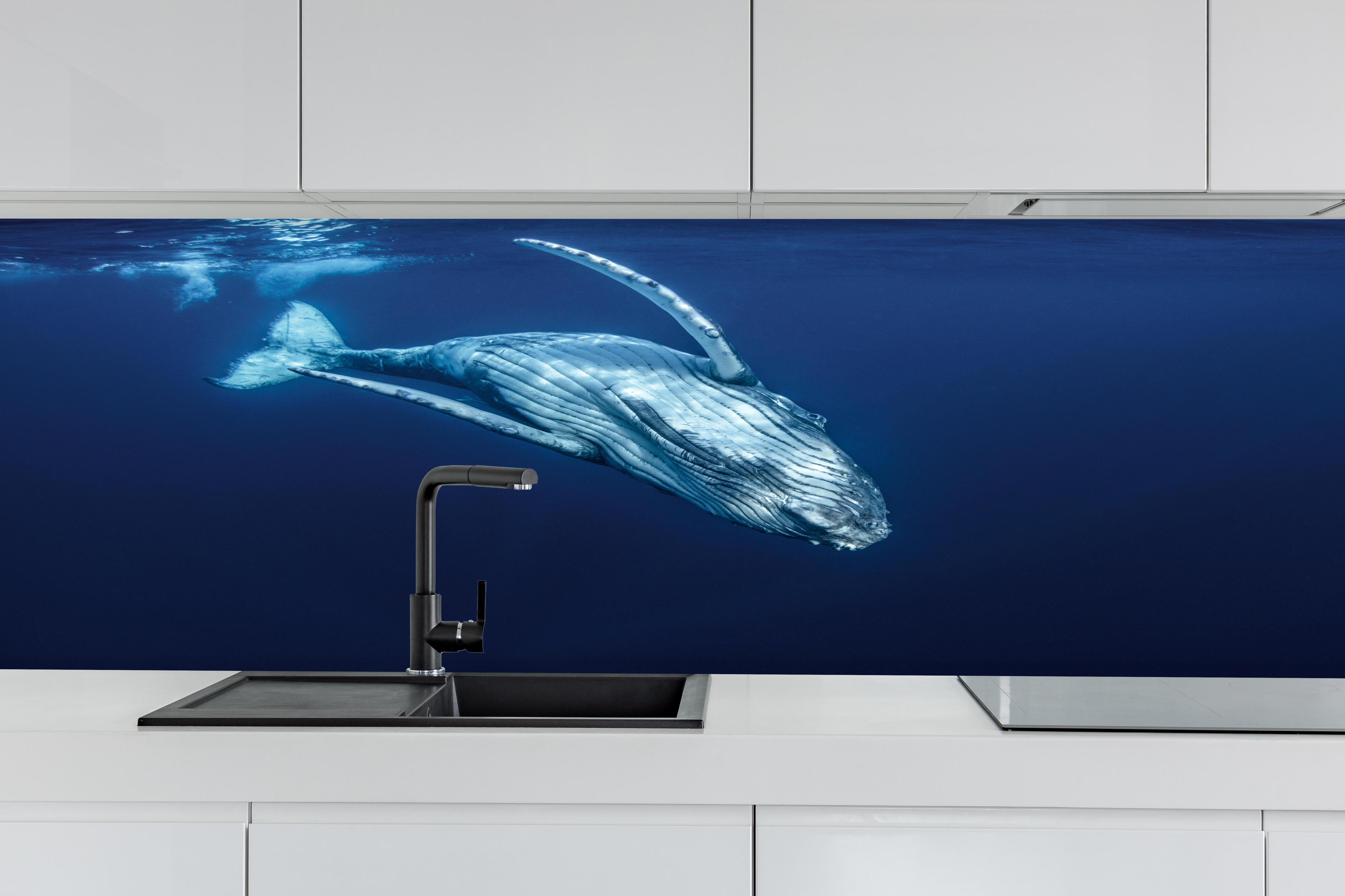 Küche - Wunderschönes Buckelwalbaby hinter weißen Hochglanz-Küchenregalen und schwarzem Wasserhahn